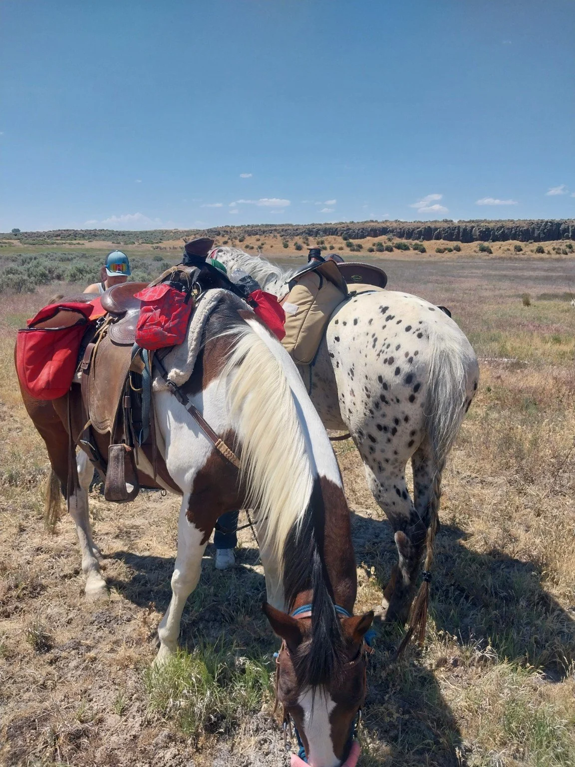 Two horses wearing red saddlebags on a trail in the Pacific Northwest.