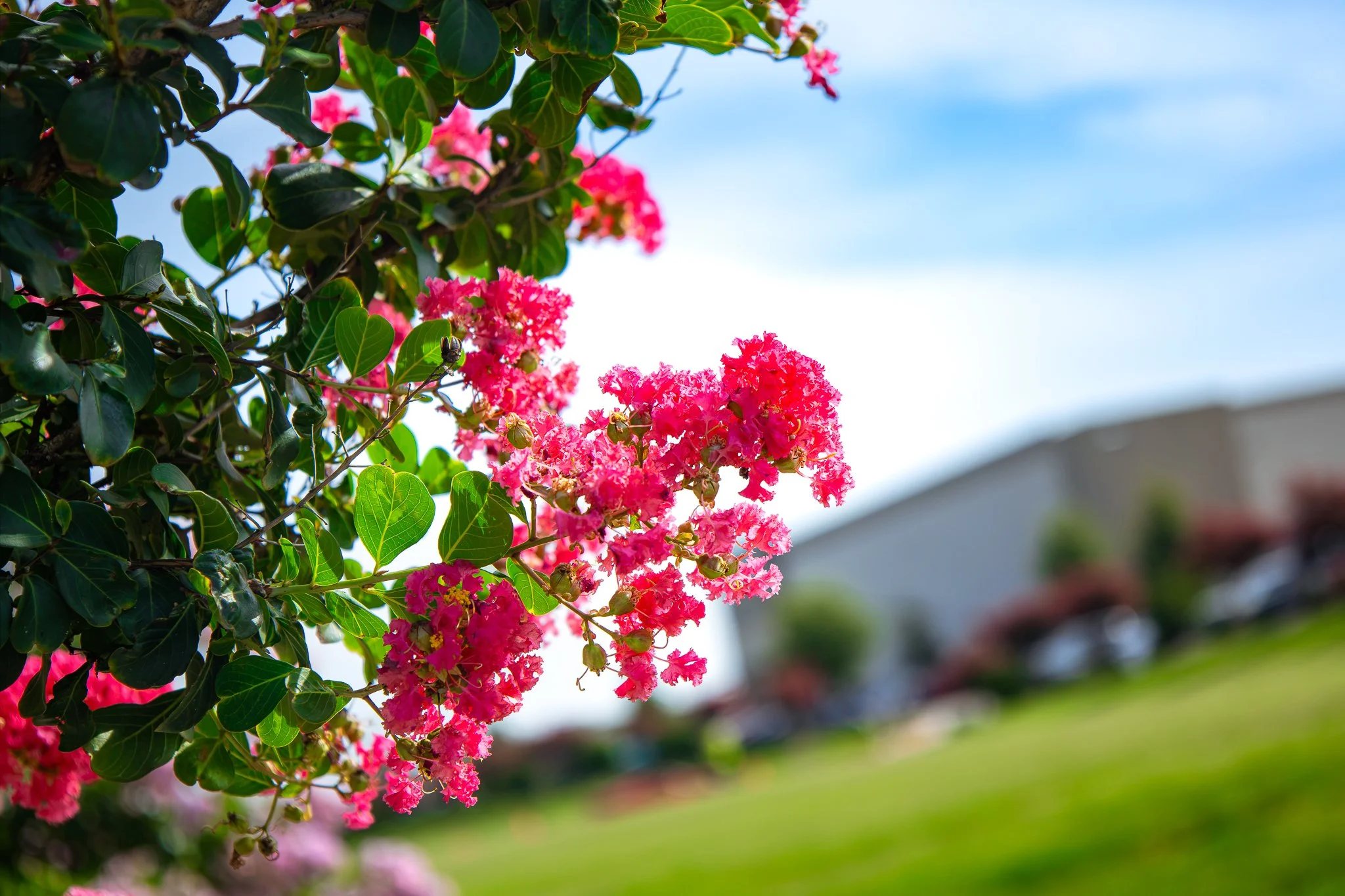 Flowers.jpg