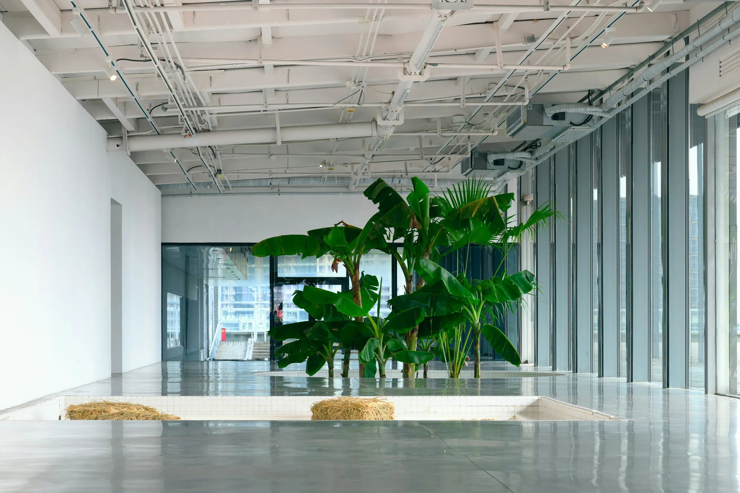 Indoor space with large green tropical plants near floor-to-ceiling windows, modern ceiling with exposed pipes and ducts, and a reflective floor.