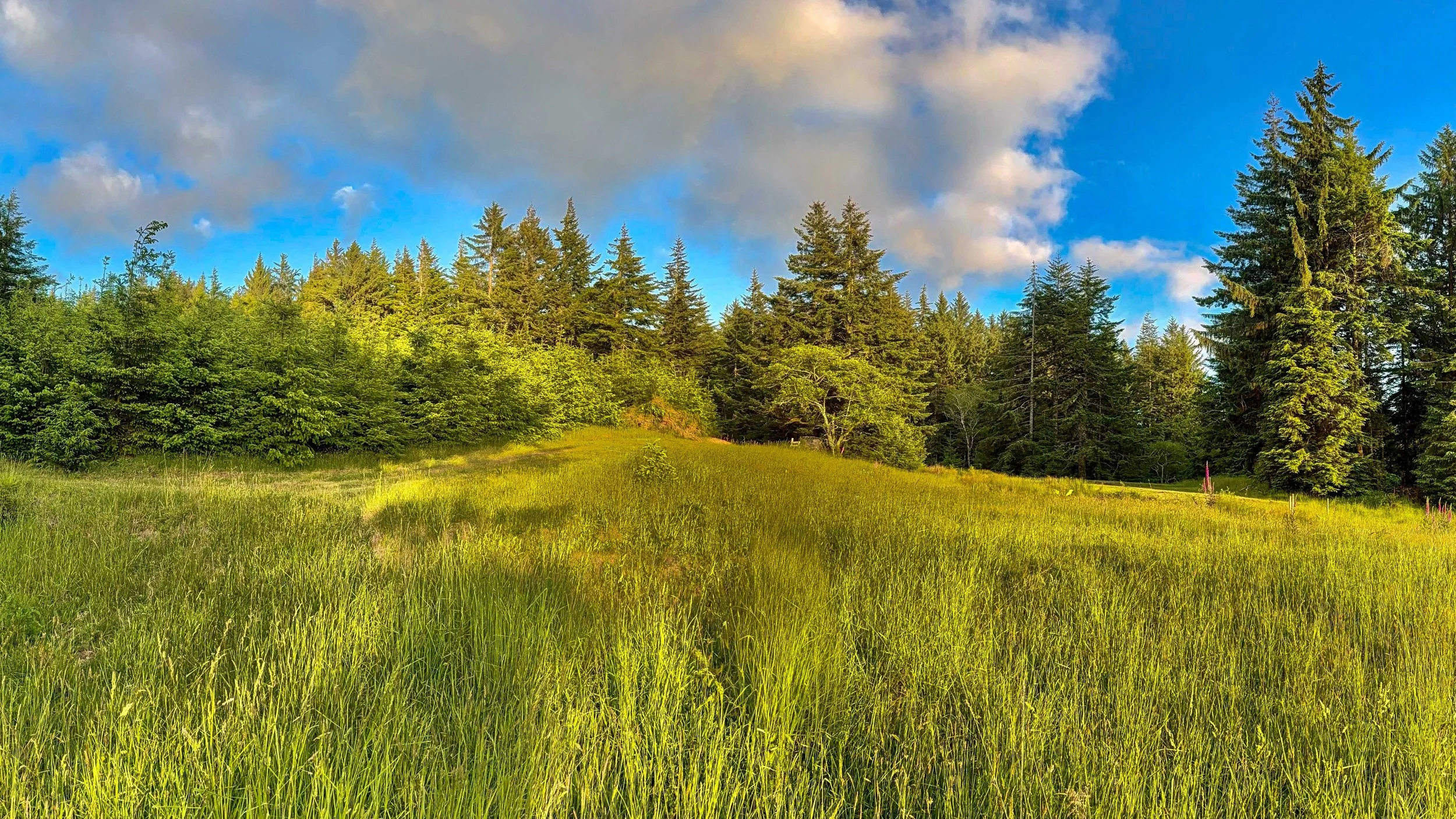 front meadow view 1.jpg