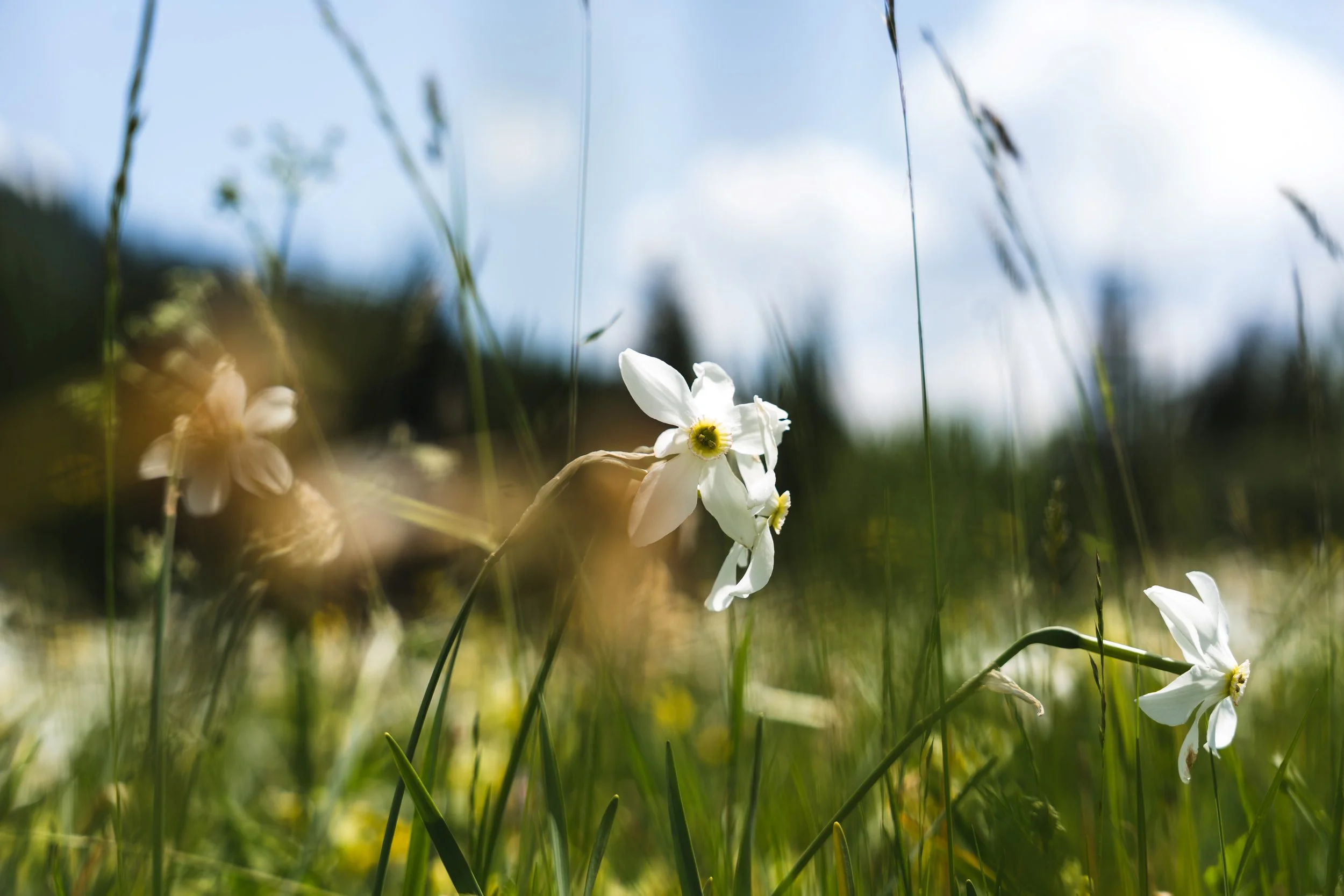 01_TITEL_Sternnarzisse_Jakob Grill.jpg
