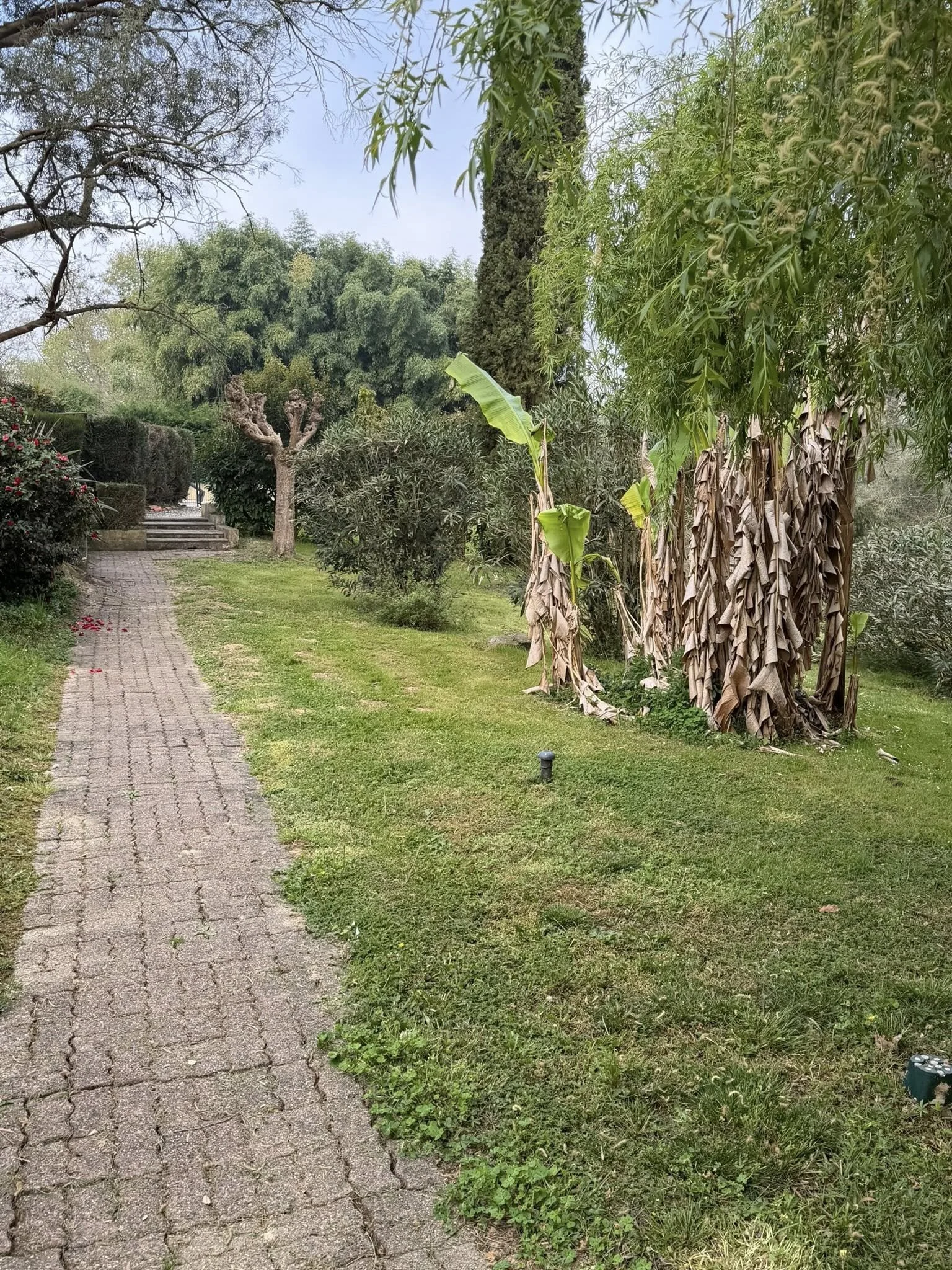 Allée pavée bordée d'arbres variés, dont des palmiers et des arbres feuillus, dans un jardin verdoyant avec pelouse, sous un ciel clair.