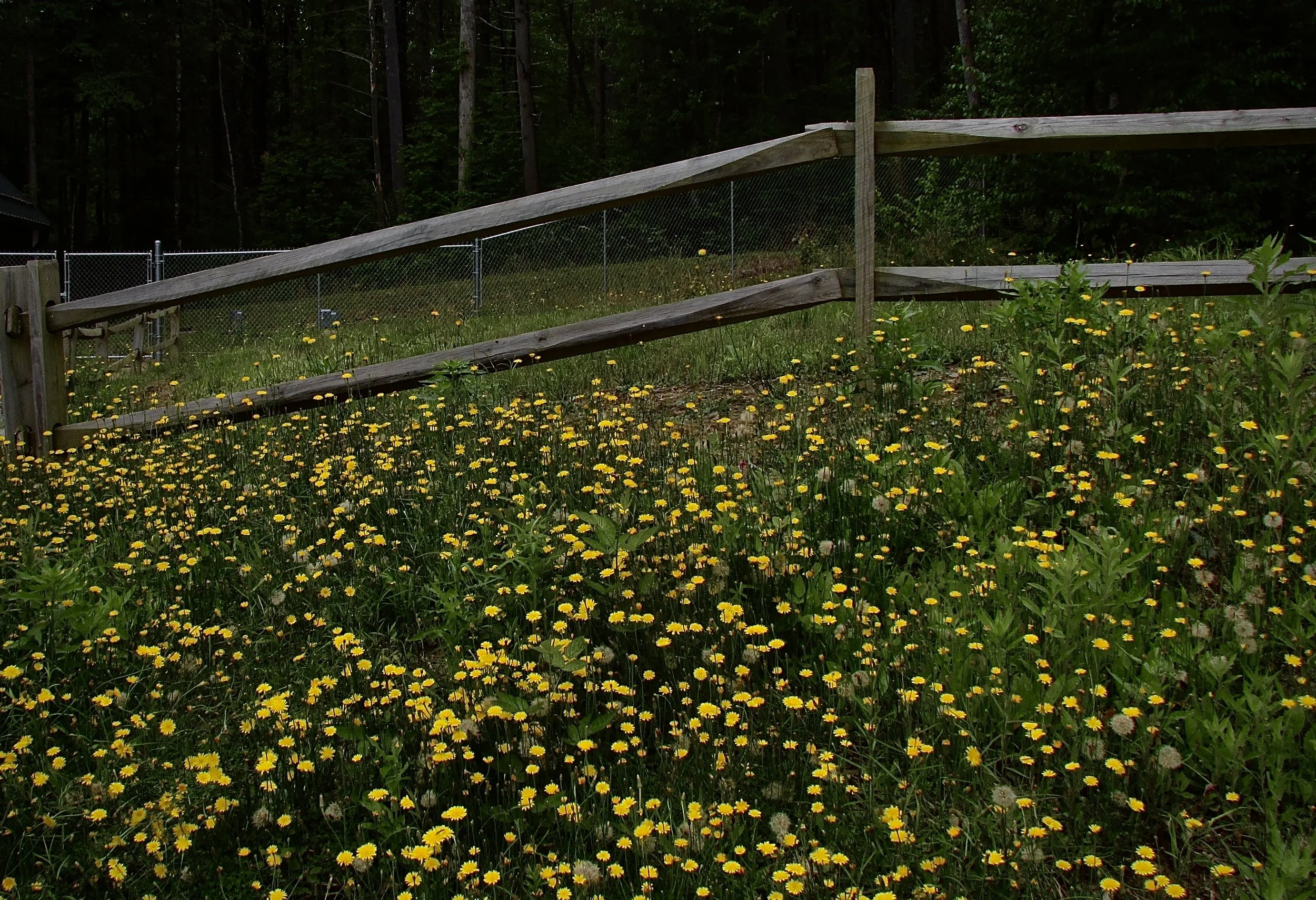 Dandelion Fence (2).jpeg