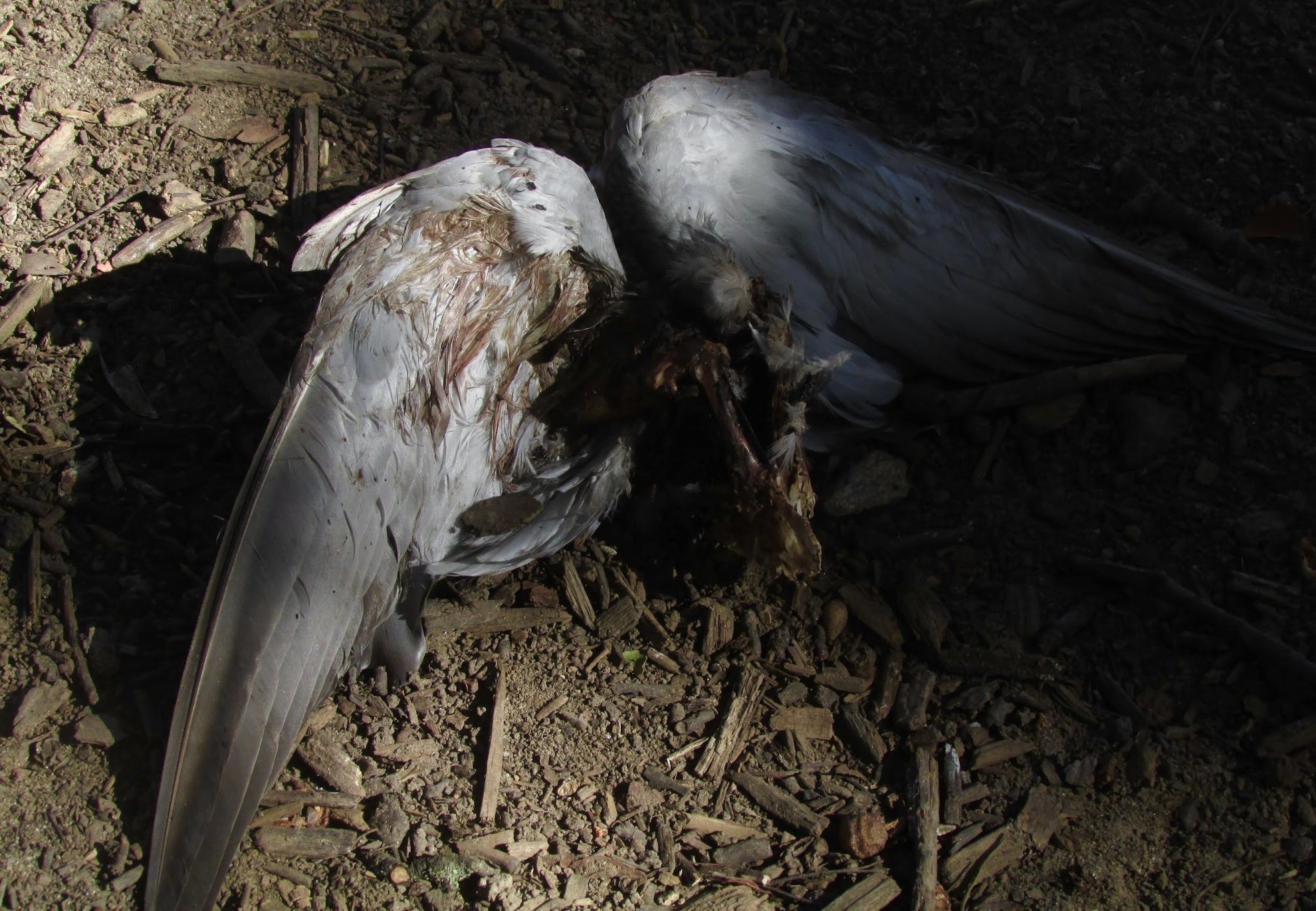 Fallen Angel (1).jpeg