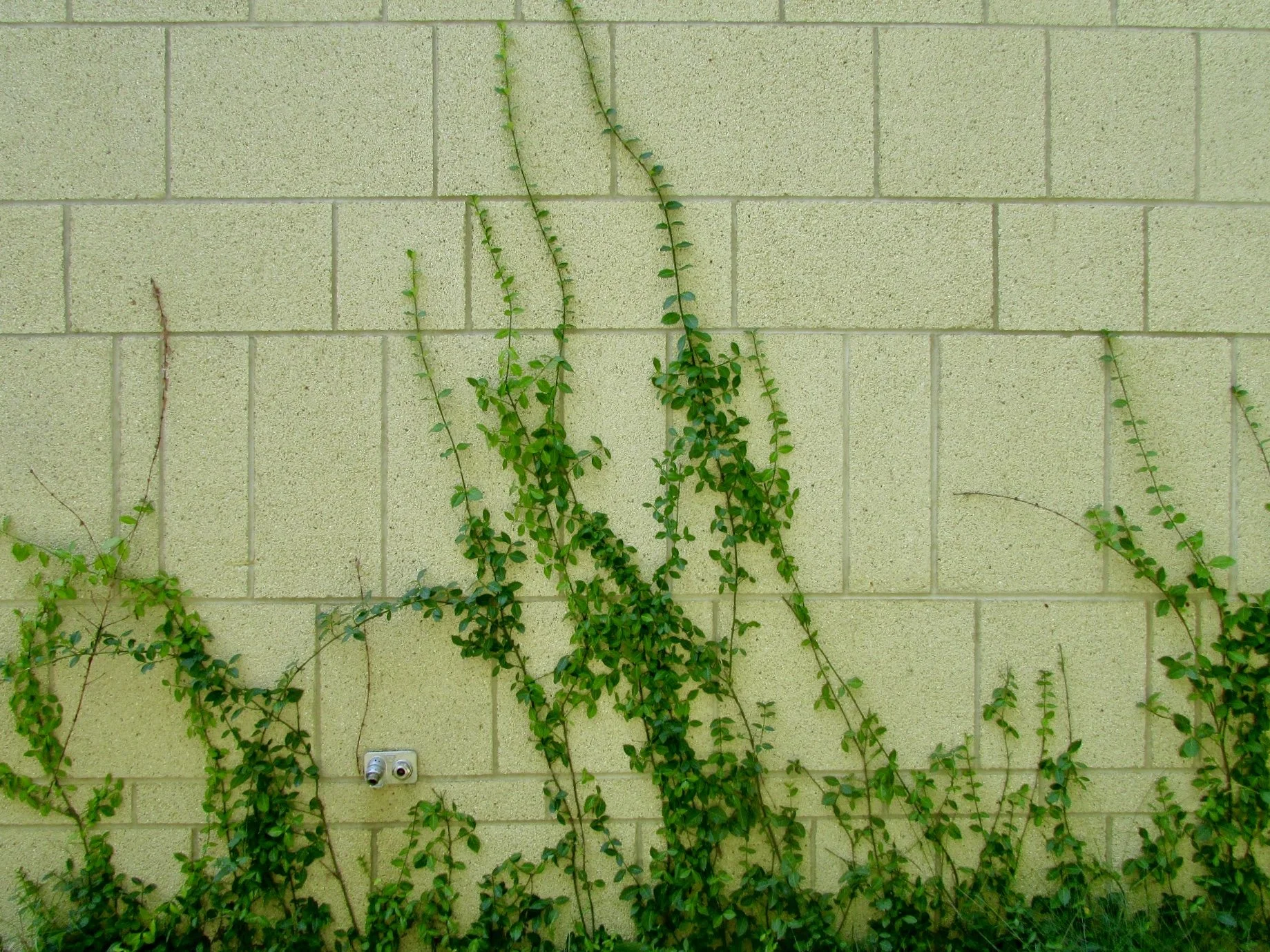 Overgrown (1).jpeg