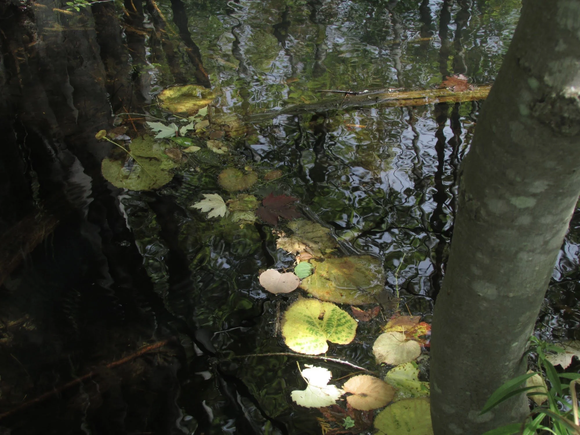 AmphibiansBridge.JPG