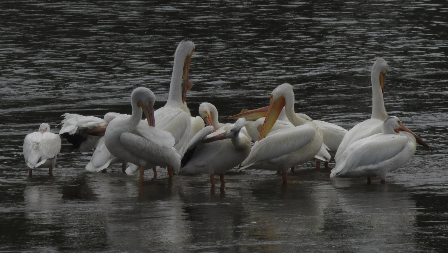 PelicansWe.JPG
