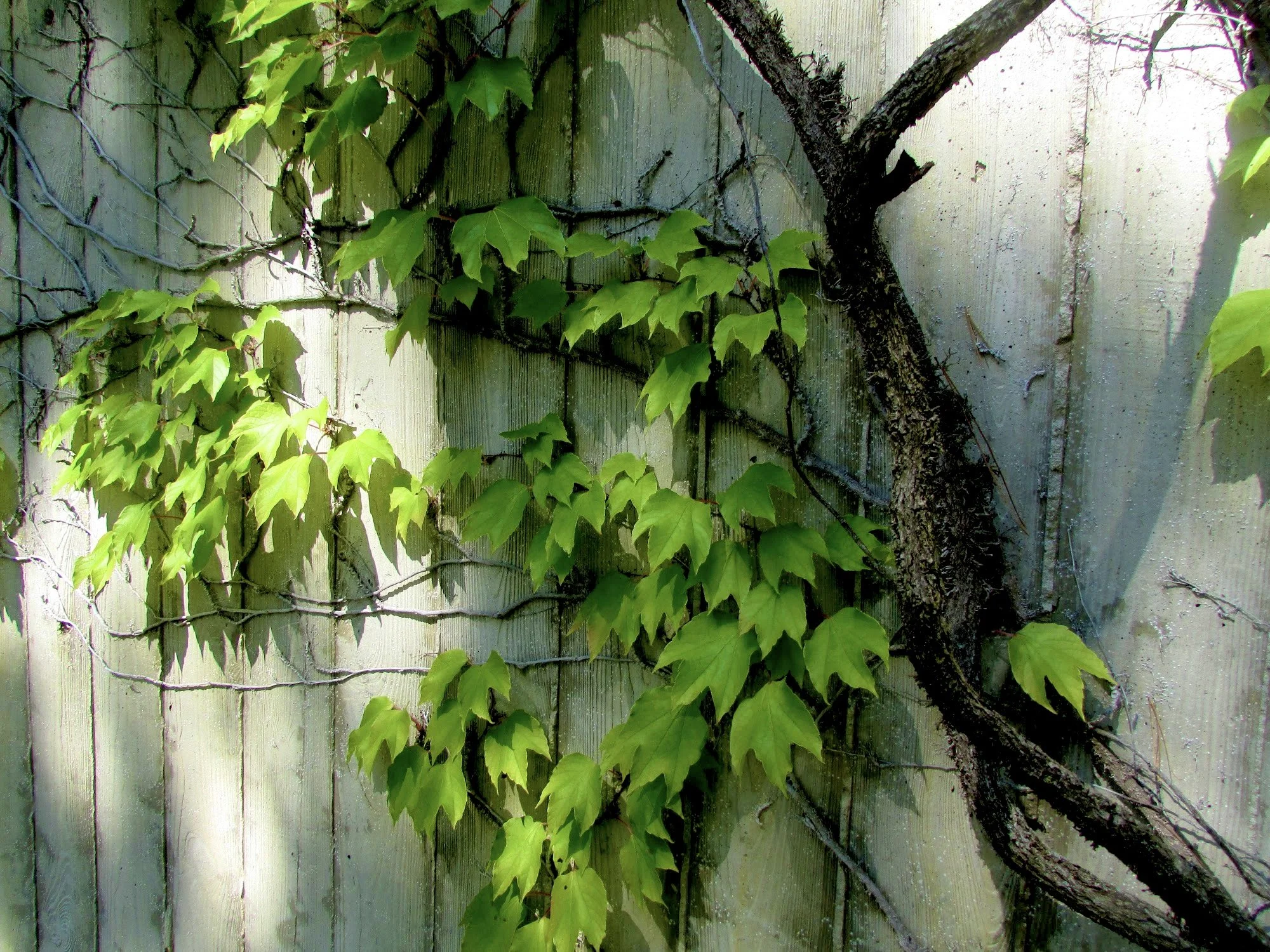 Overgrown (3).jpeg
