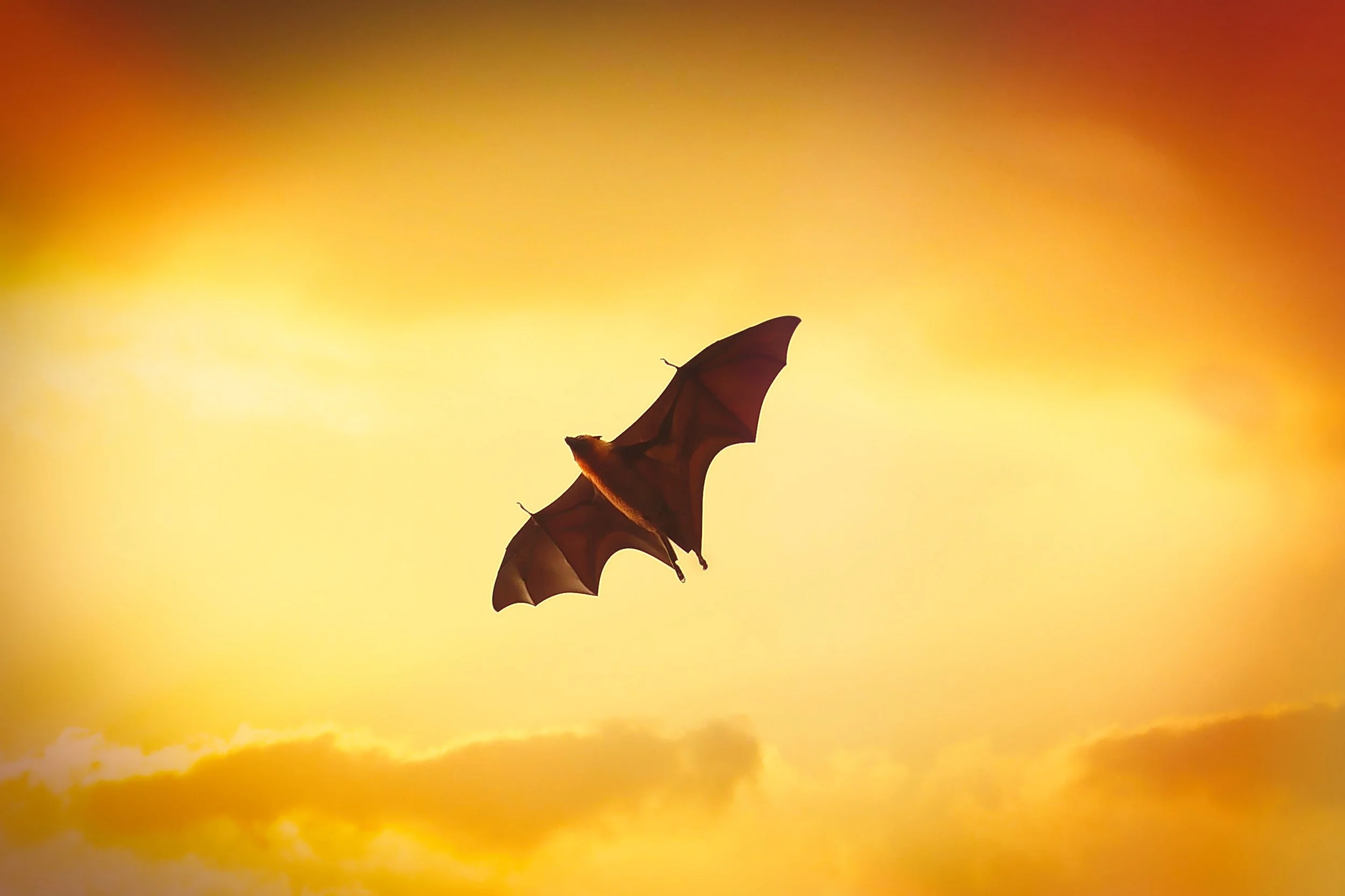 Silent Wings