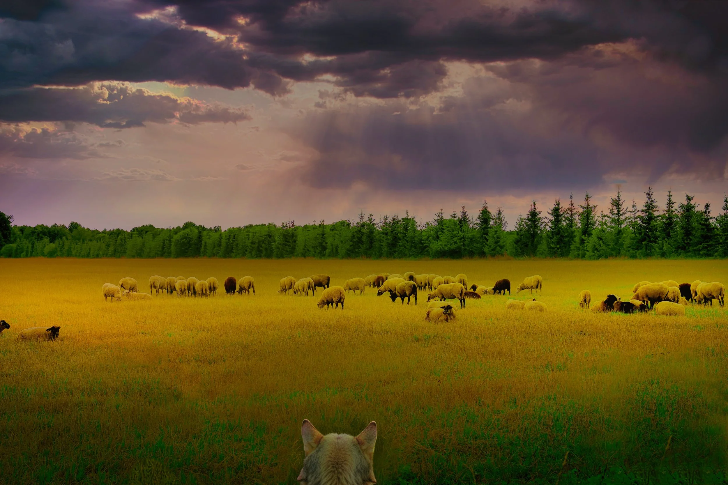 Still Grazing