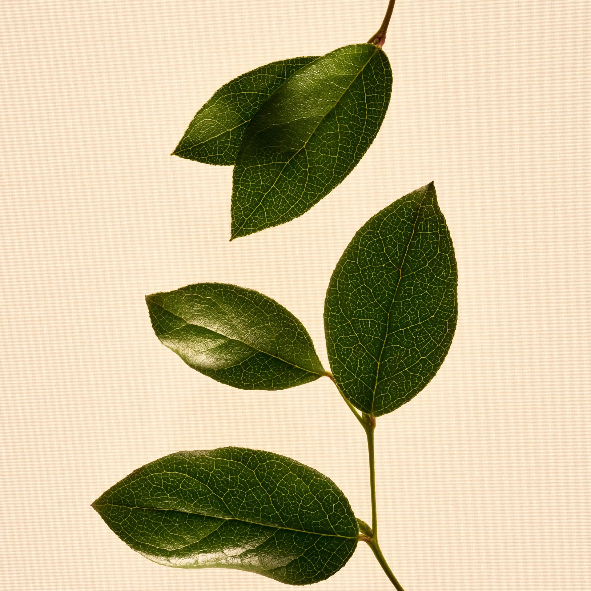 Roja_Serenity-Blend_Ingredient_Maté-Tea_1x1.jpg