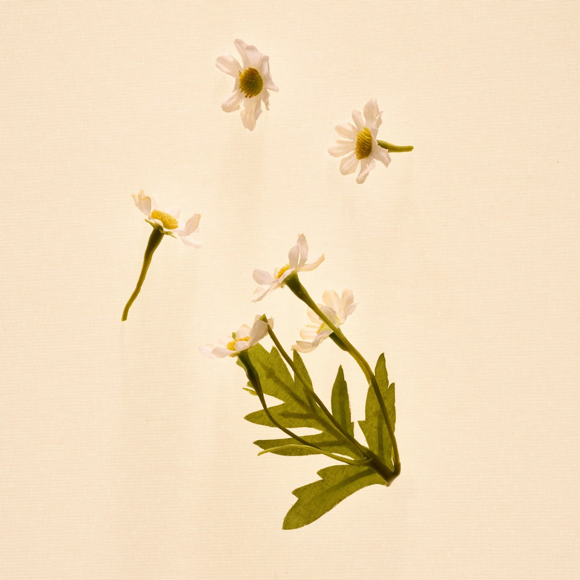 Roja_Serenity-Blend_Ingredient_Chamomile_1x1.jpg