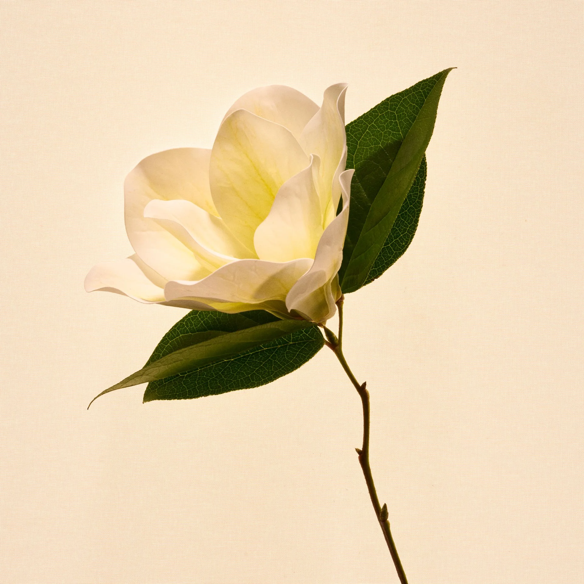 Roja_Serenity-Blend_Ingredient_Magnolia_1x1.jpg