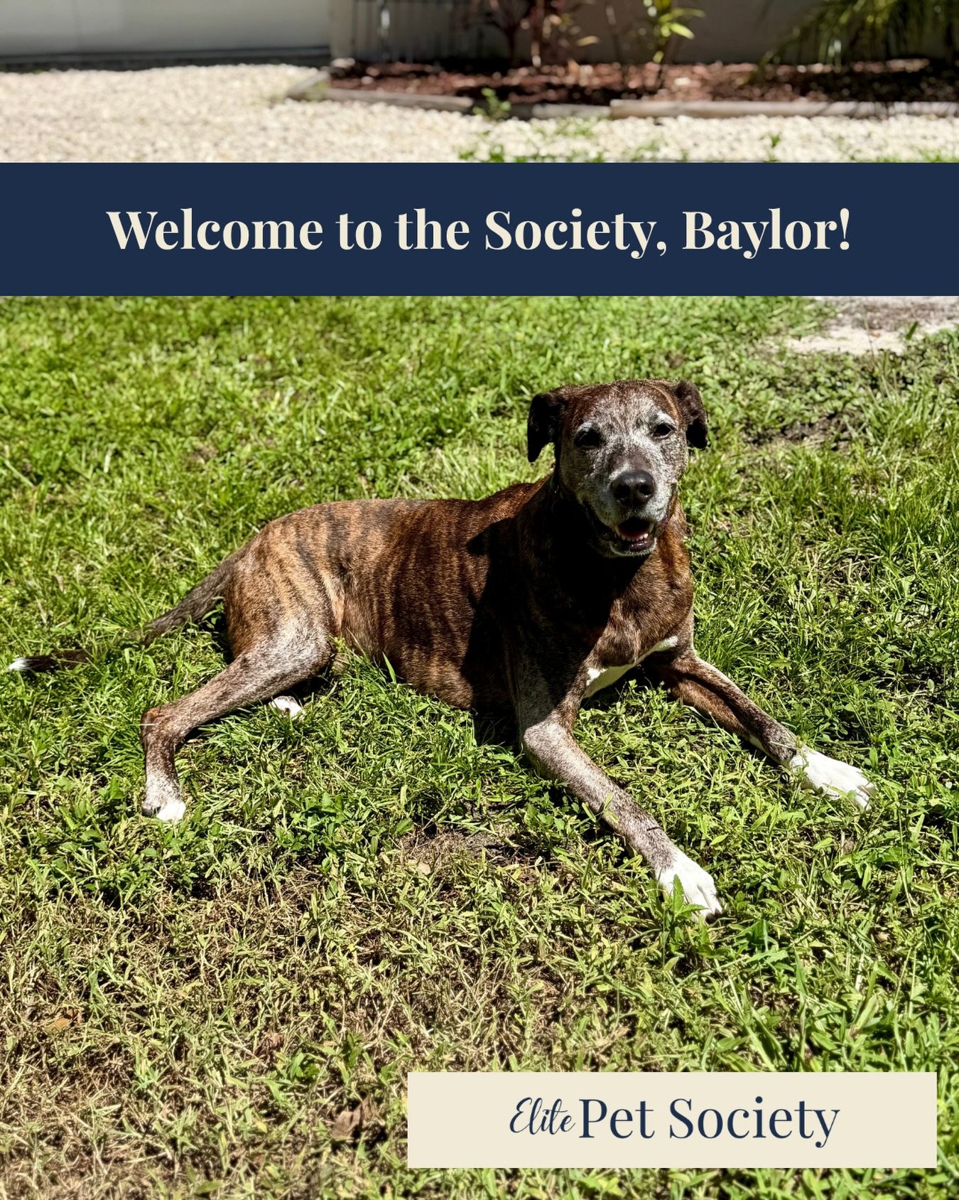 Welcome to the Society, Baylor! 🐾🤍

Meet Baylor, the oldest, the only boy, and the distinguished gentleman of his four-dog crew! 🐶✨

As the senior member of the pack, Baylor gets the honor of being introduced first. His three sisters will be makin