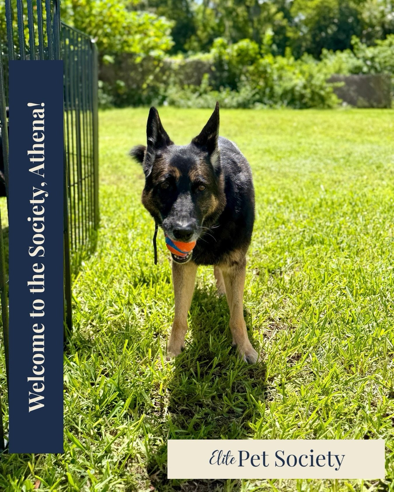 Welcome to the Society, Athena! 🐾🤍

Every pack needs a leader, and Athena has happily taken that position! 👑🐕

Meet Athena, the head lady of the household and a girl who definitely isn&rsquo;t afraid to use her voice. She&rsquo;s got opinions, sh