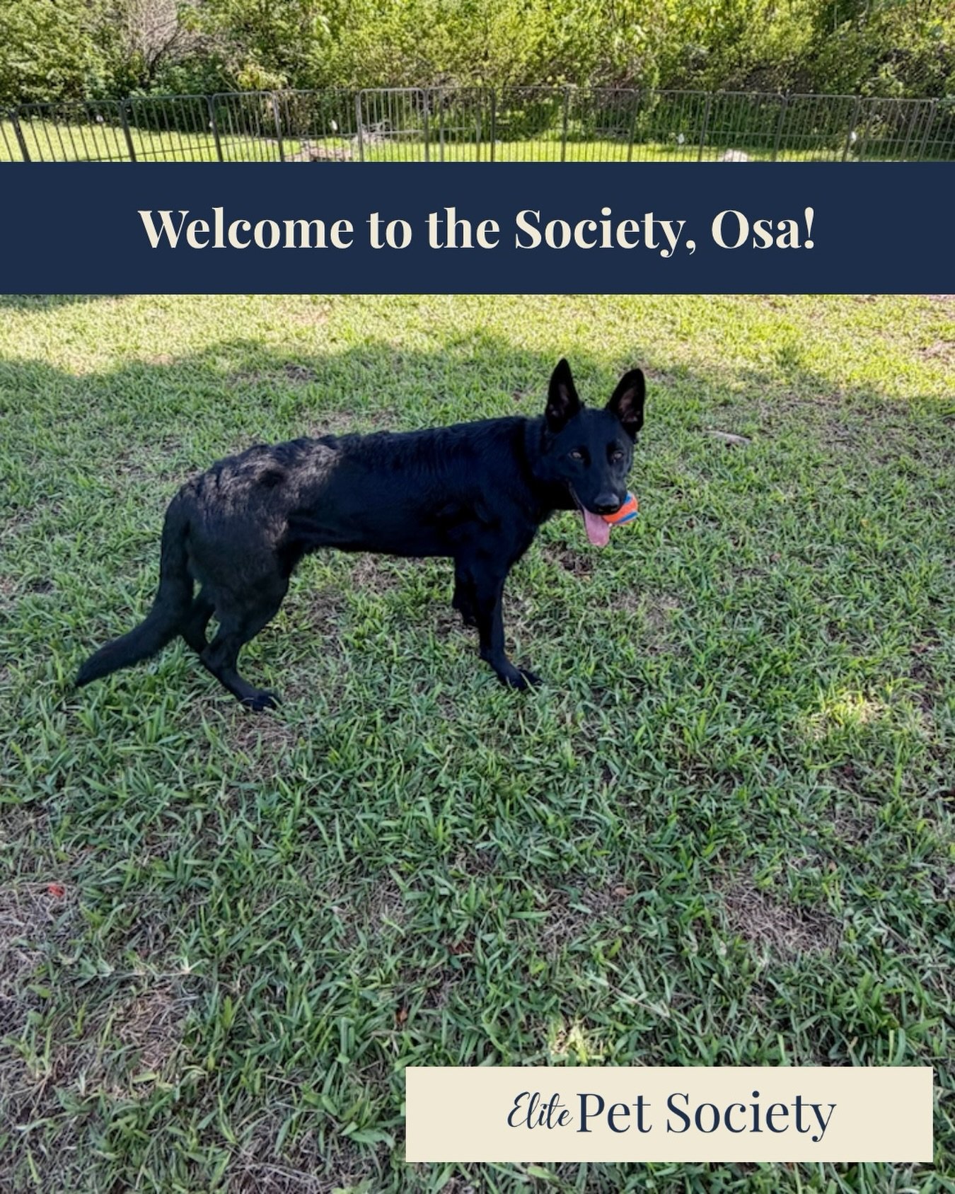 Welcome to the Society, Osa! 🐾🤍

The introductions continue! Meet Osa, another beautiful German Shepherd joining the Elite Pet Society. 🐕✨

With Baylor and Athena already making their Society debuts, it&rsquo;s Osa&rsquo;s turn to step into the sp