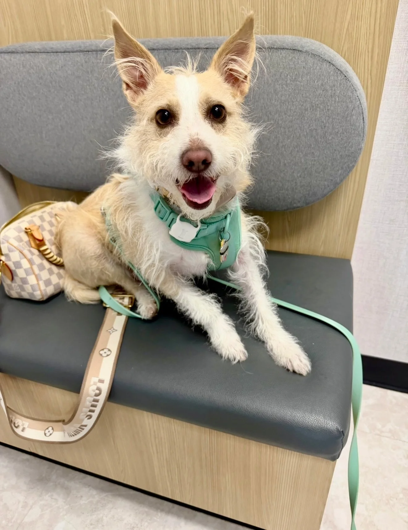 Even the Society&rsquo;s own pets aren&rsquo;t immune to a few extra pounds! 🤍🐾

In honor of National Pet Obesity Awareness Day, I wanted to share a little personal story about Phoenix.

For years, Phoenix maintained a weight of approximately 22&nd