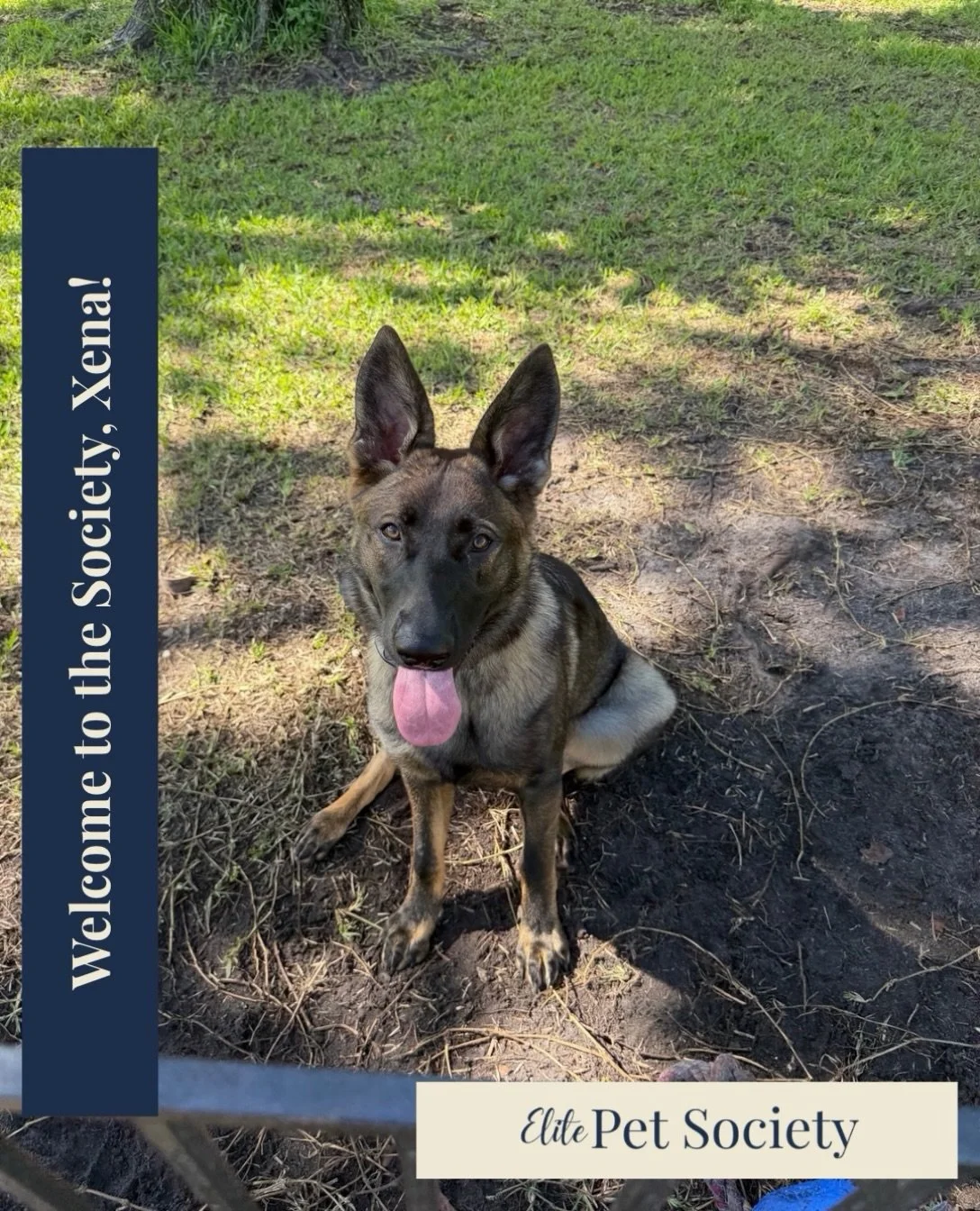 Welcome to the Society, Xena! 🐾🤍

And then there were four! 🐾✨

Meet Xena, the final member of this four-dog family to make her official Elite Pet Society debut!

First came Baylor, our distinguished gentleman. Then Athena, our very vocal leading 