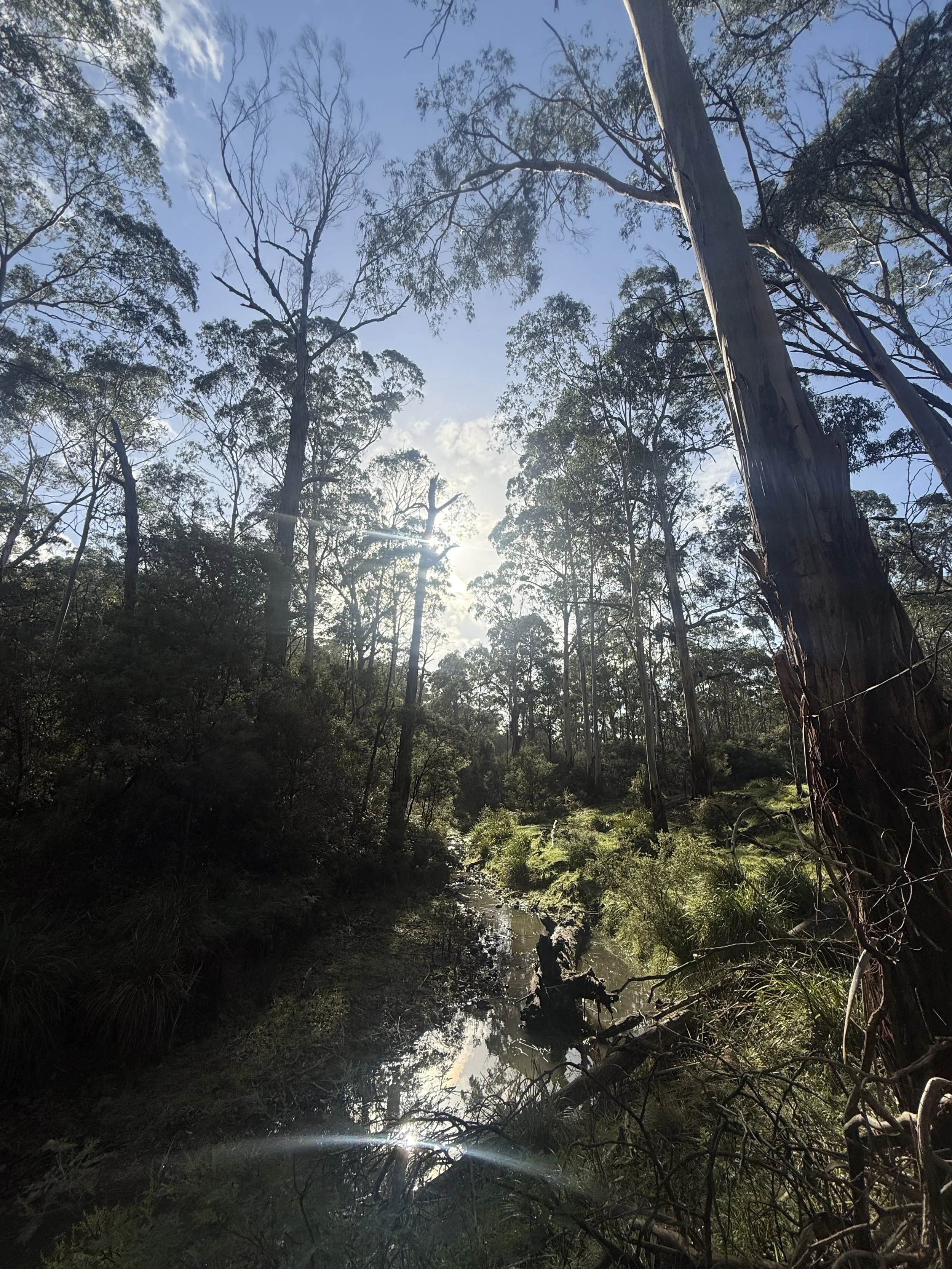 Bubbling Creek on a sunny morning in Smiths Gully