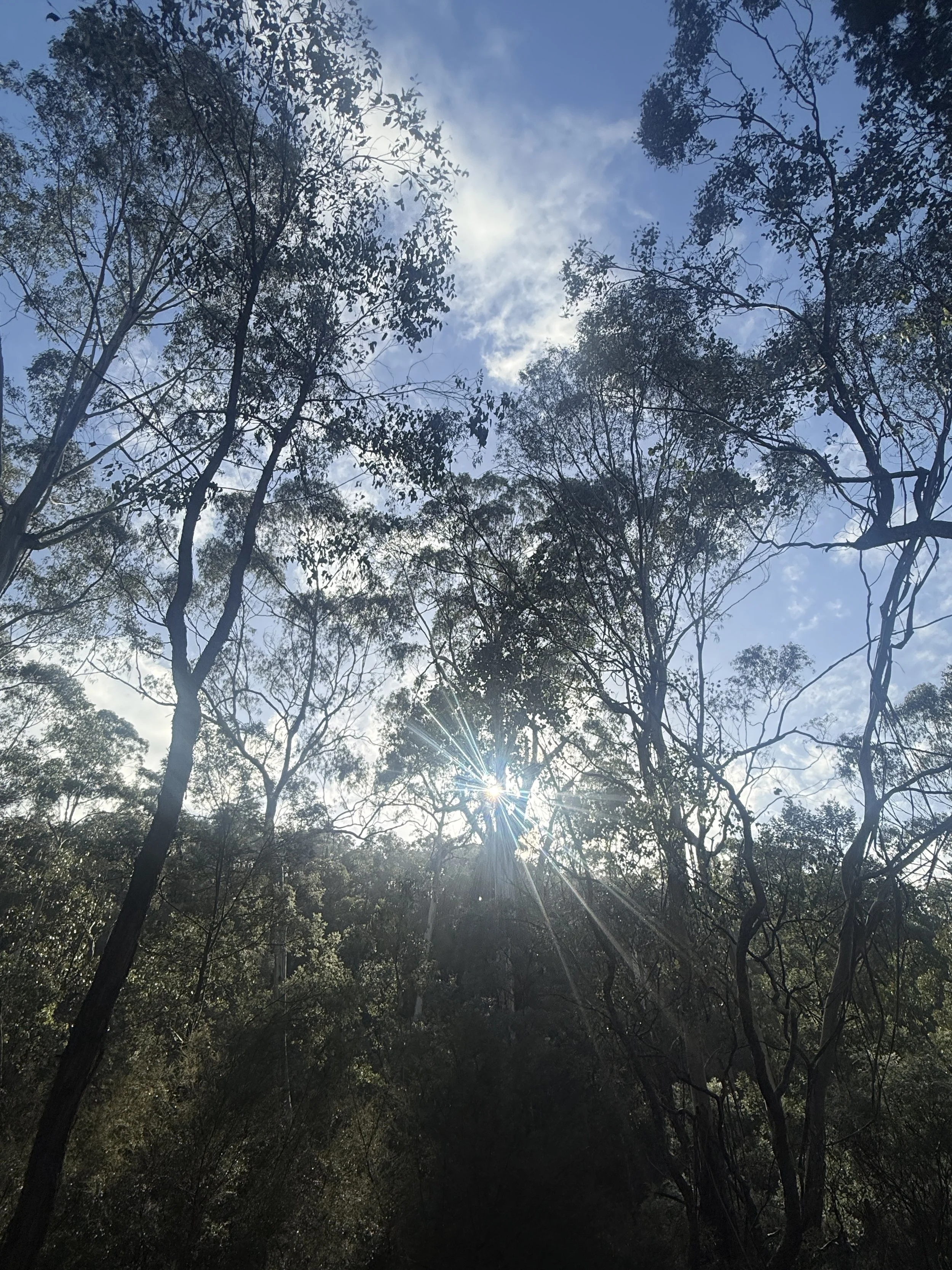 Sun through the trees in Smiths Gully Victoria