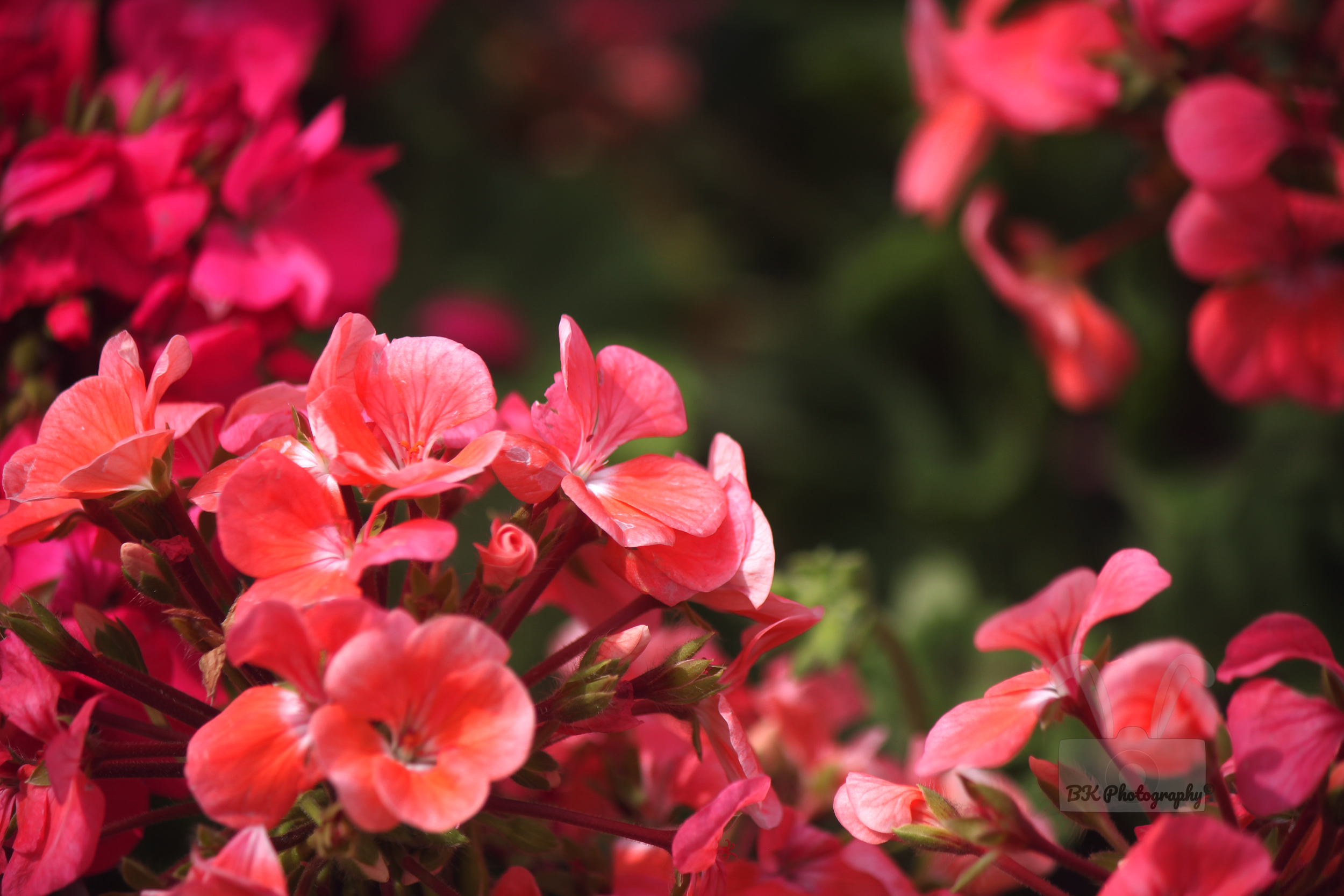 Perfectly Framed Pink Flowers Watermarked PNG.png