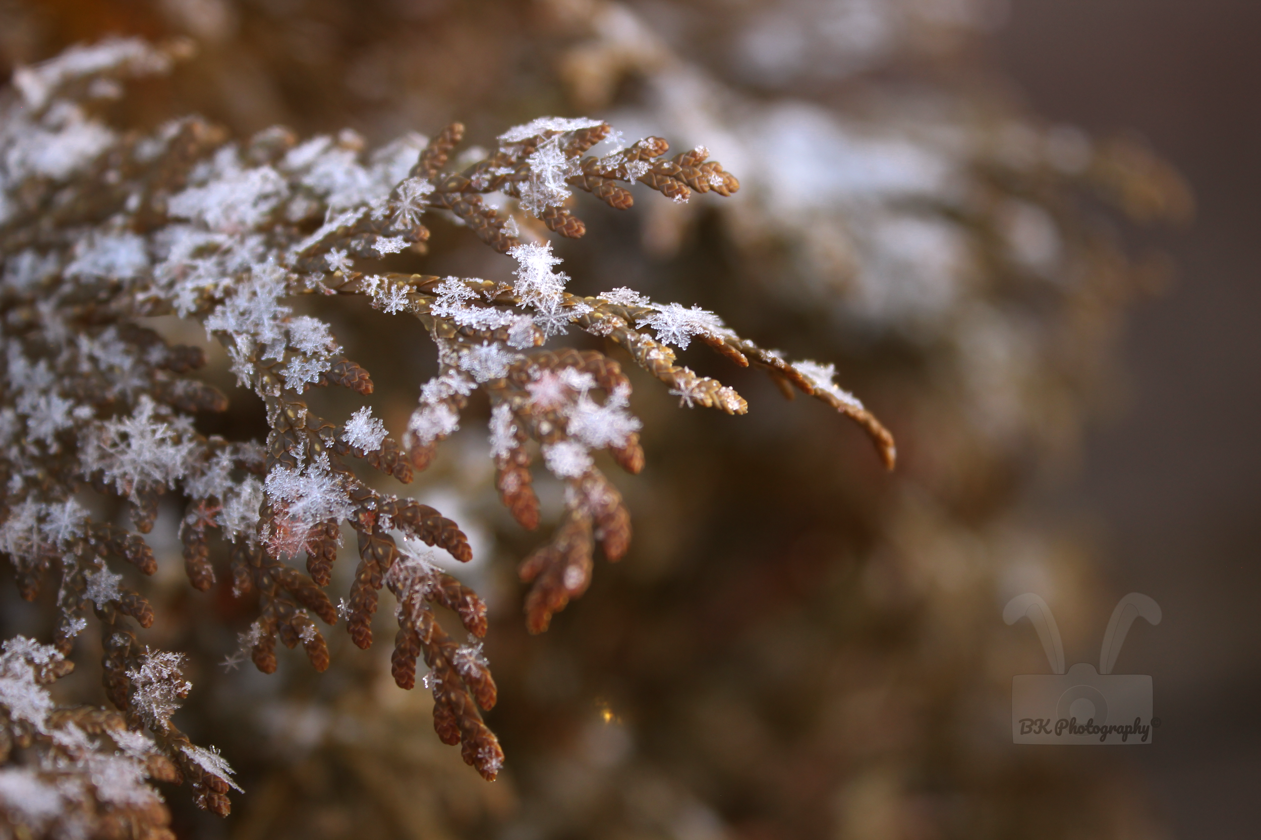 Snowflakes on Bush Watermarked.png