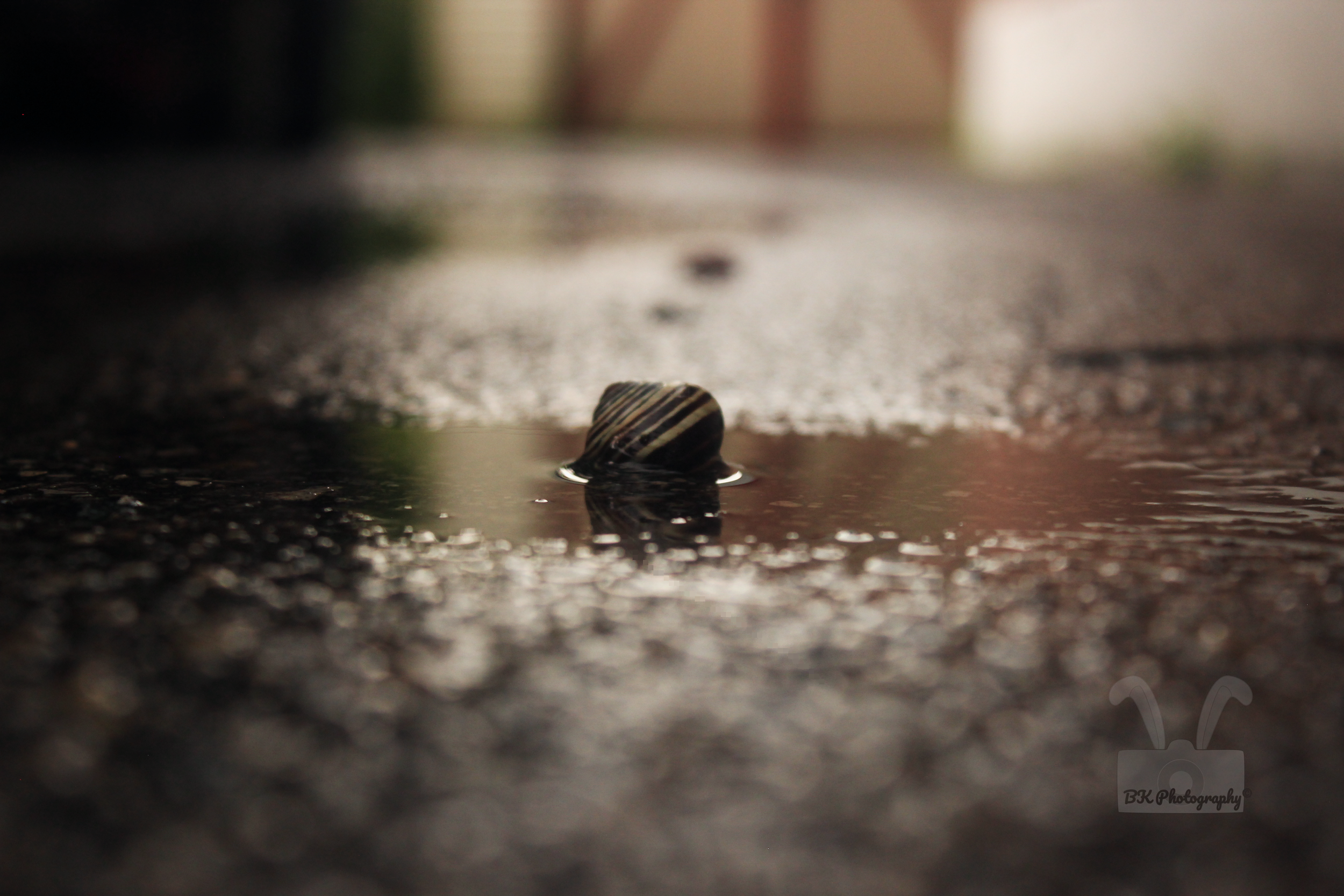 Puddle Snail Watermarked.png