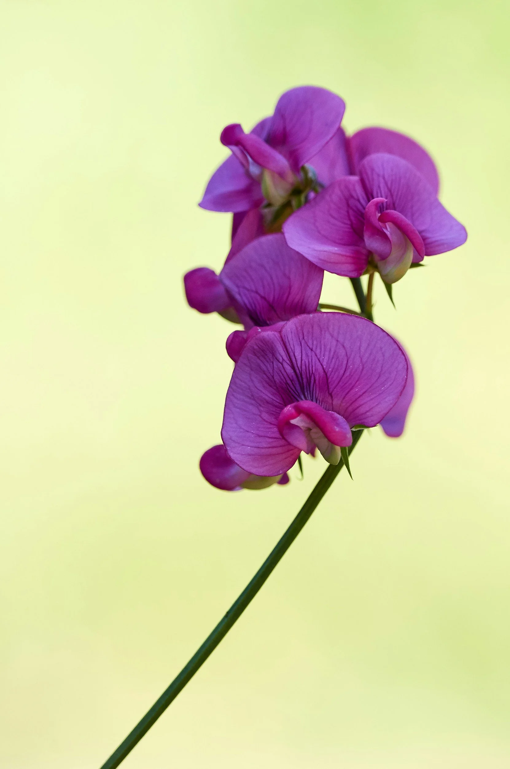 Close-up of a pink and purple flowering plant with a pale yellow background.