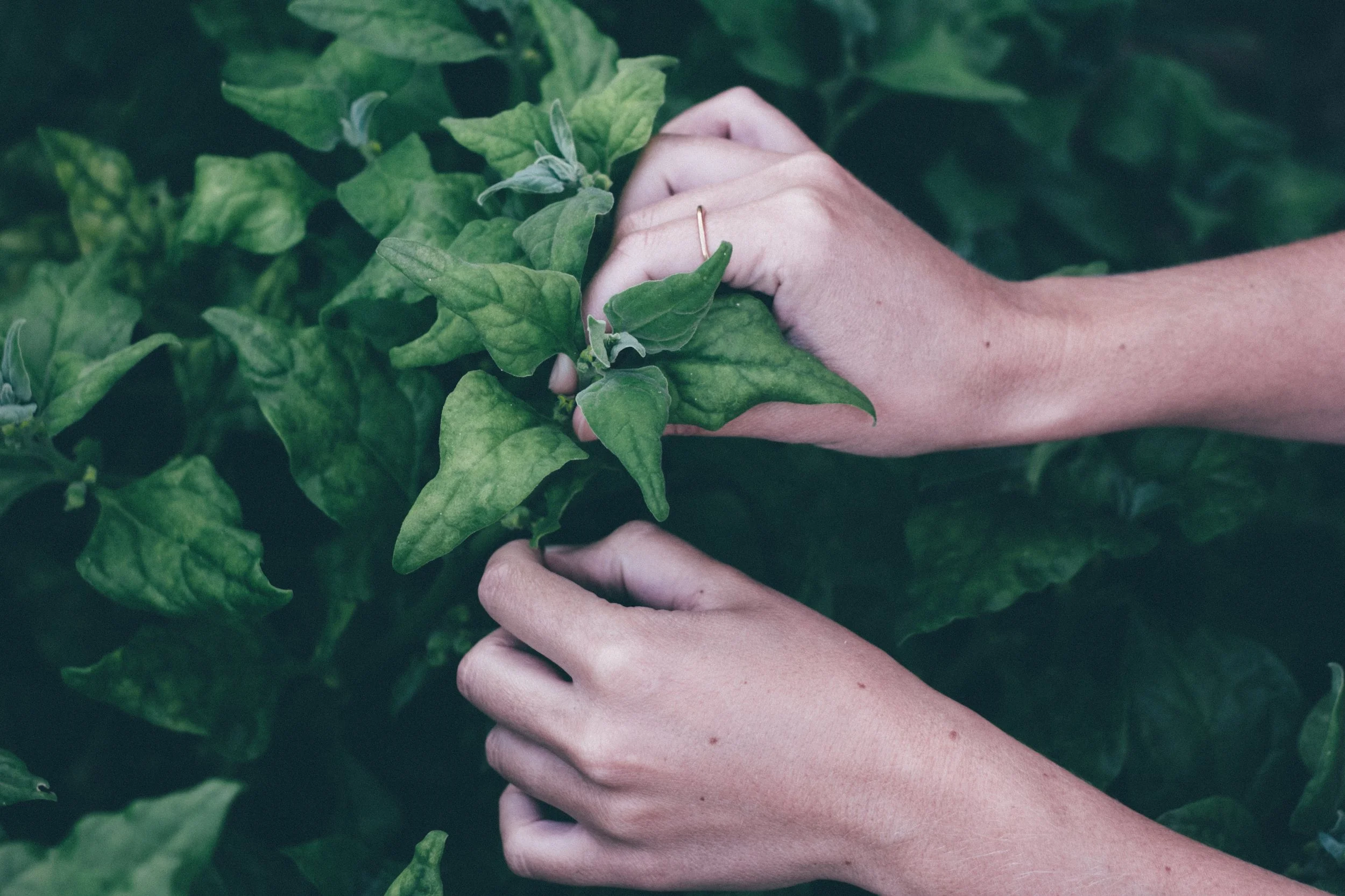 A woman's hands picking a herbal plant