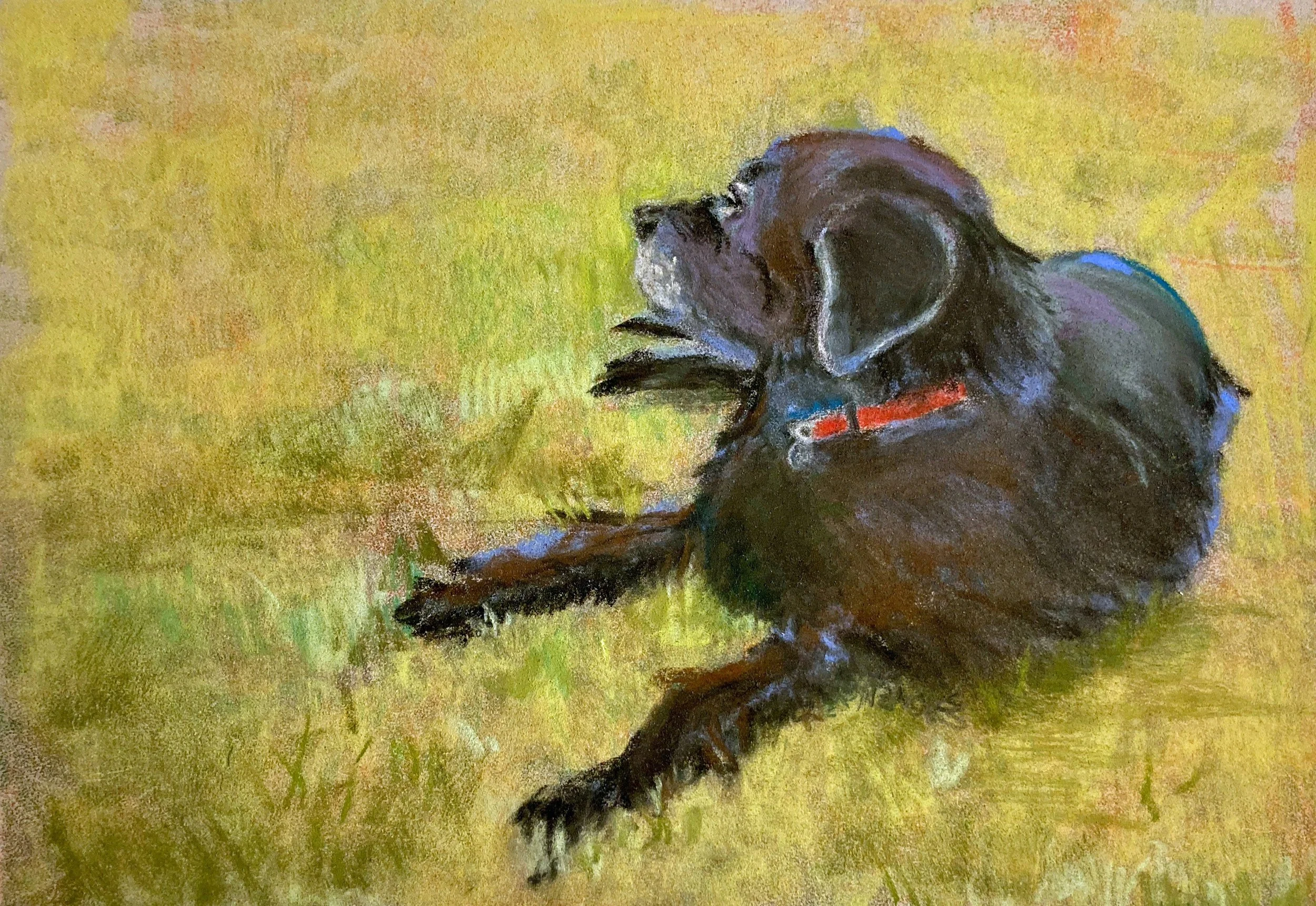 Lilly at Shore Acres