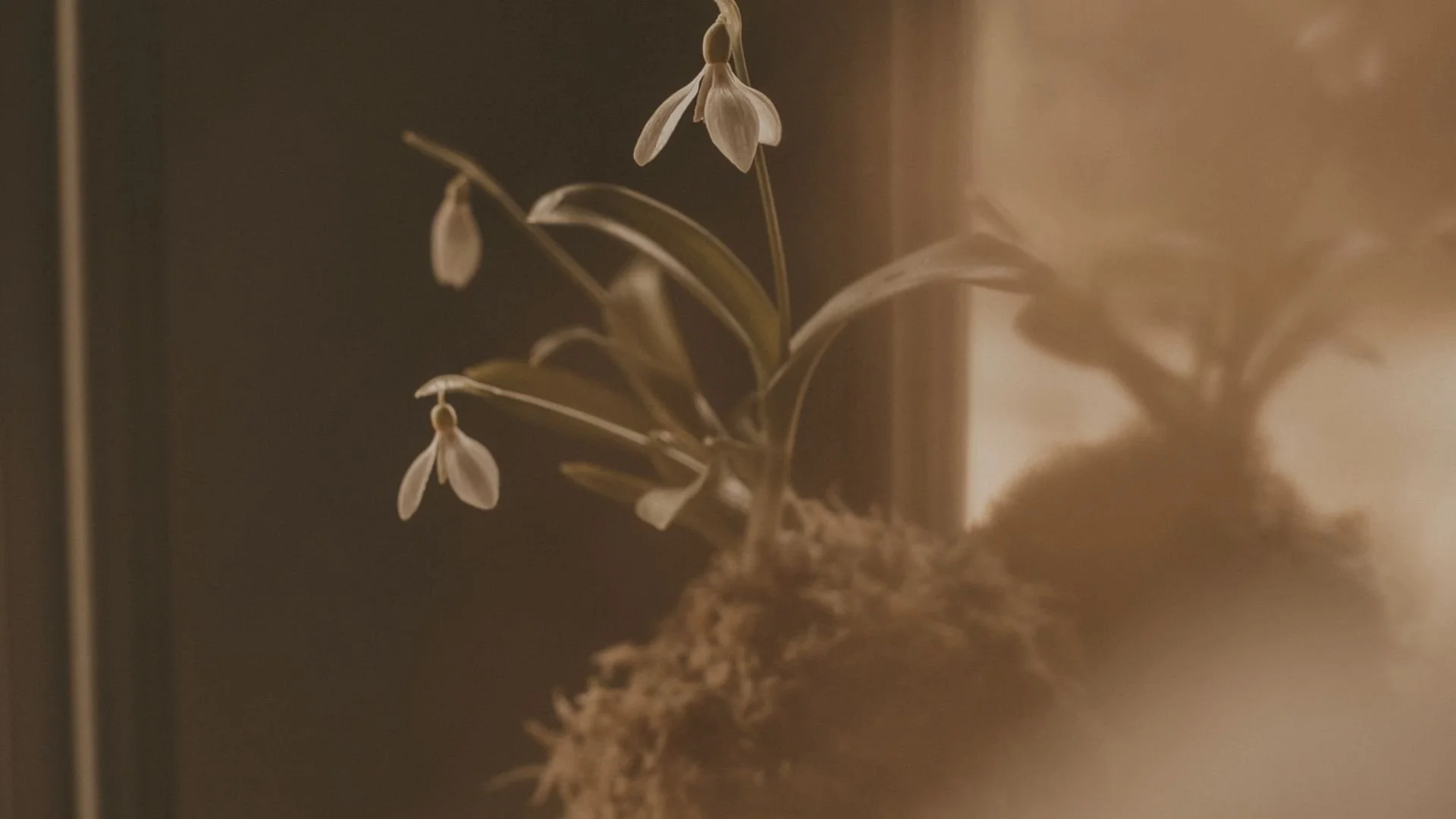 A small potted plant with white, delicate flowers and green narrow leaves in warm, soft lighting.