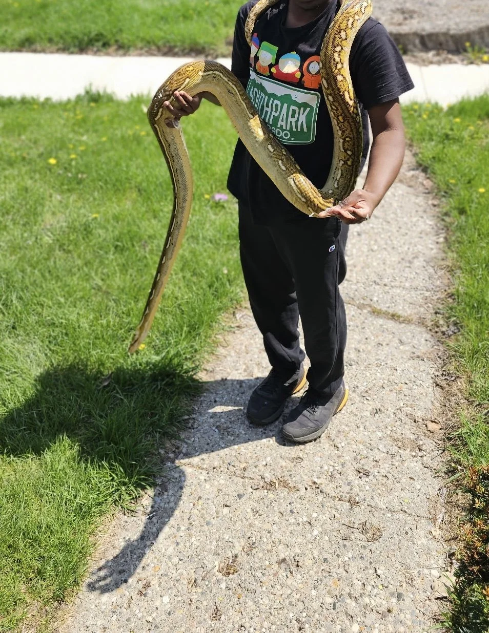 Child outdoors holding a large yellow and brown snake on a grassy path.