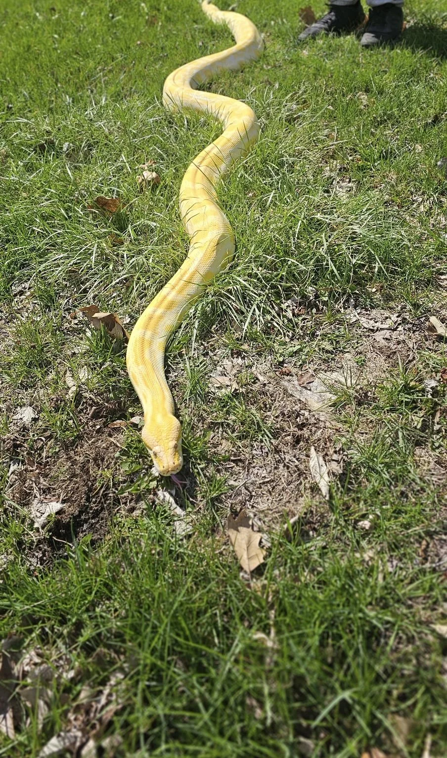 A yellow snake slithering through grass with someone standing nearby.