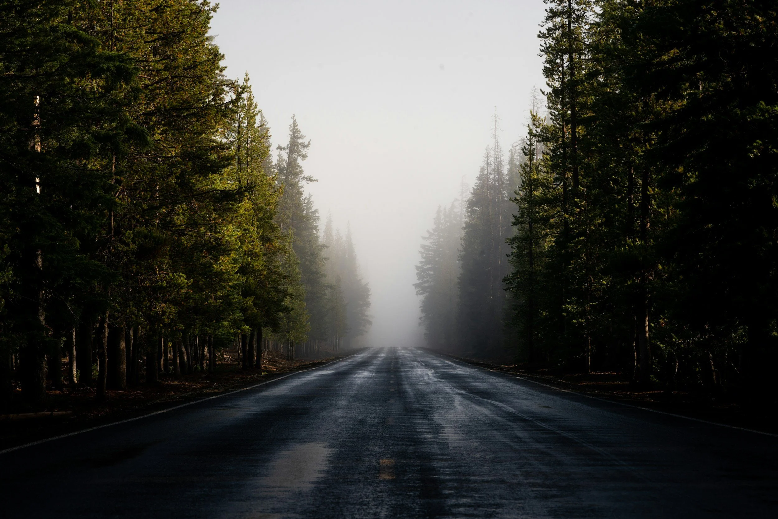 A wet asphalt road stretching into the distance through a dense forest with tall pine trees on both sides, fog obscuring the horizon.