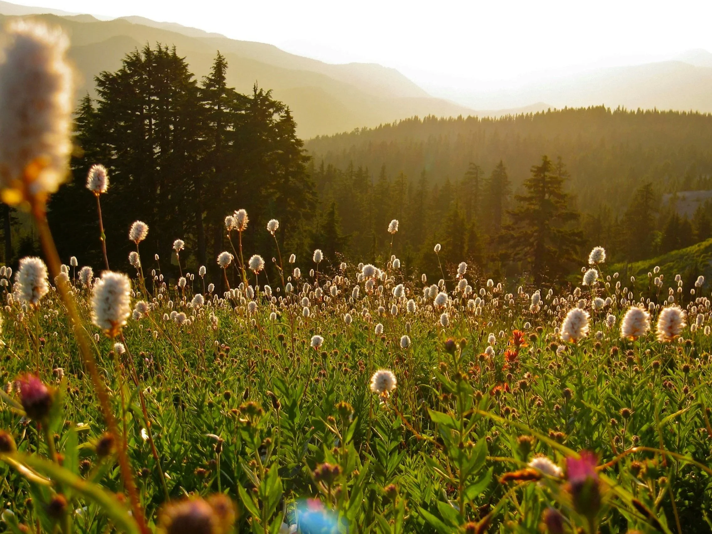 A field of white and pink wildflowers with tall green grass, surrounded by dense pine trees, with mountain ranges and a bright sky in the background.