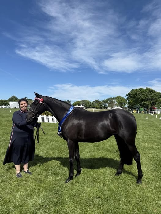 Champion Hack and Partbred Welsh
Tryphena Carter - Chelsea Lillismith
