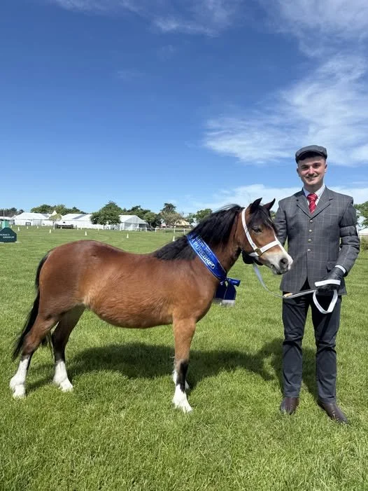 Purebred Champion Welsh
Ticketty Boo Belclare by Colleen Roberts