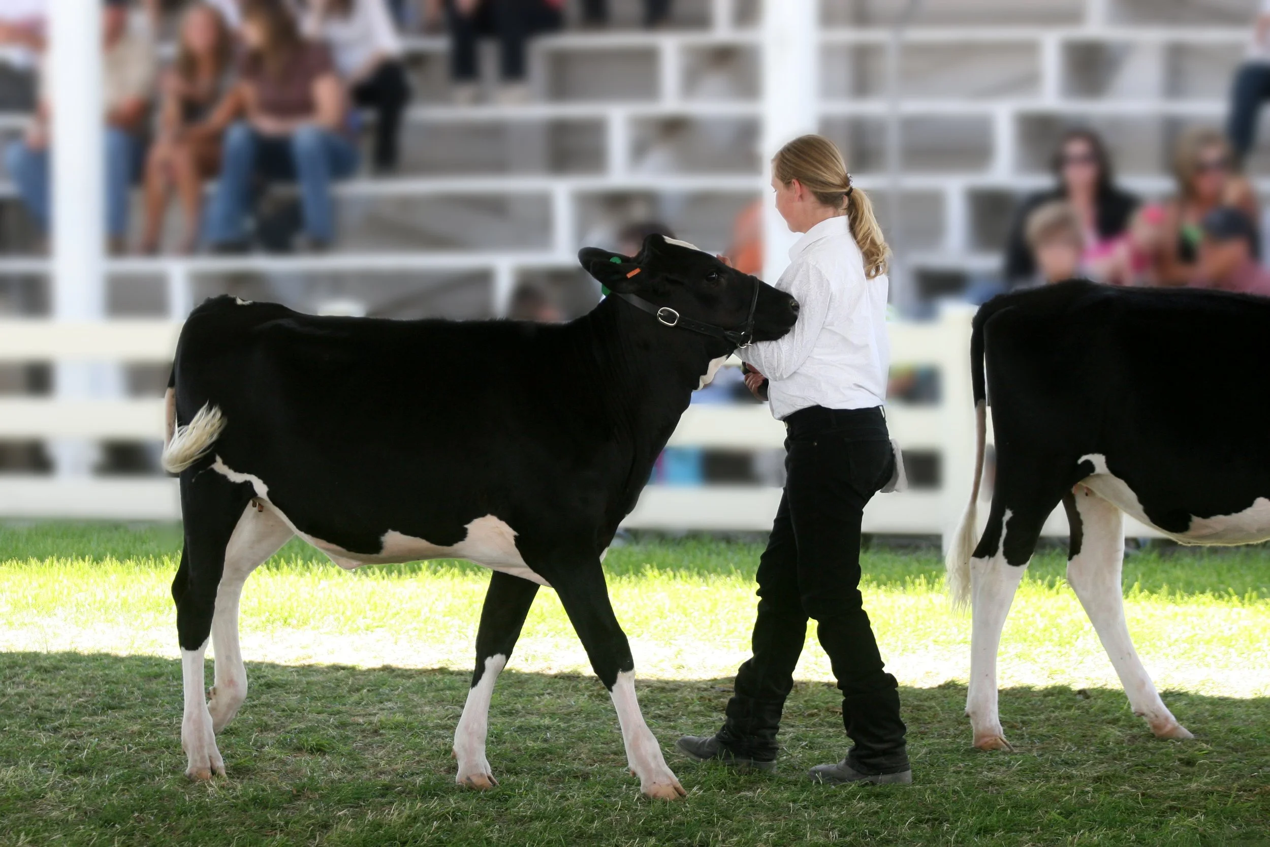 A woman in white shirt handling a black and white Holstein cow at an indoor livestock event, with people seated on bleachers in the background.