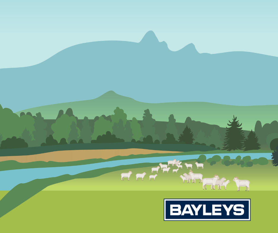 Illustration of a scenic landscape with mountains, trees, a river, and a flock of sheep near a bayleys sign.