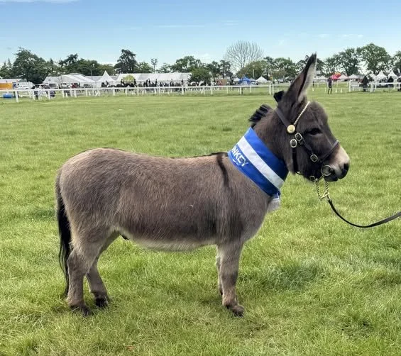 Supreme Champion Donkey
D&J Humphries and Cotswold Moon Magic