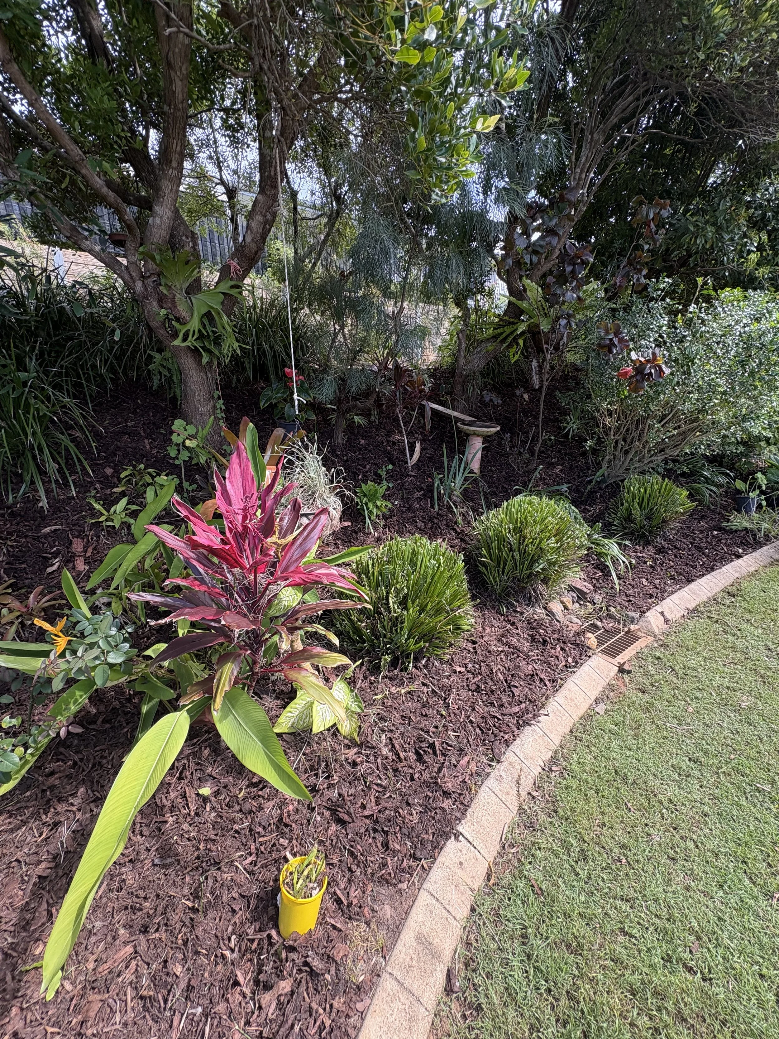A garden with various plants, including a prominent pink and green plant, on a mulched garden bed bordered by bricks, with trees and shrubs in the background.