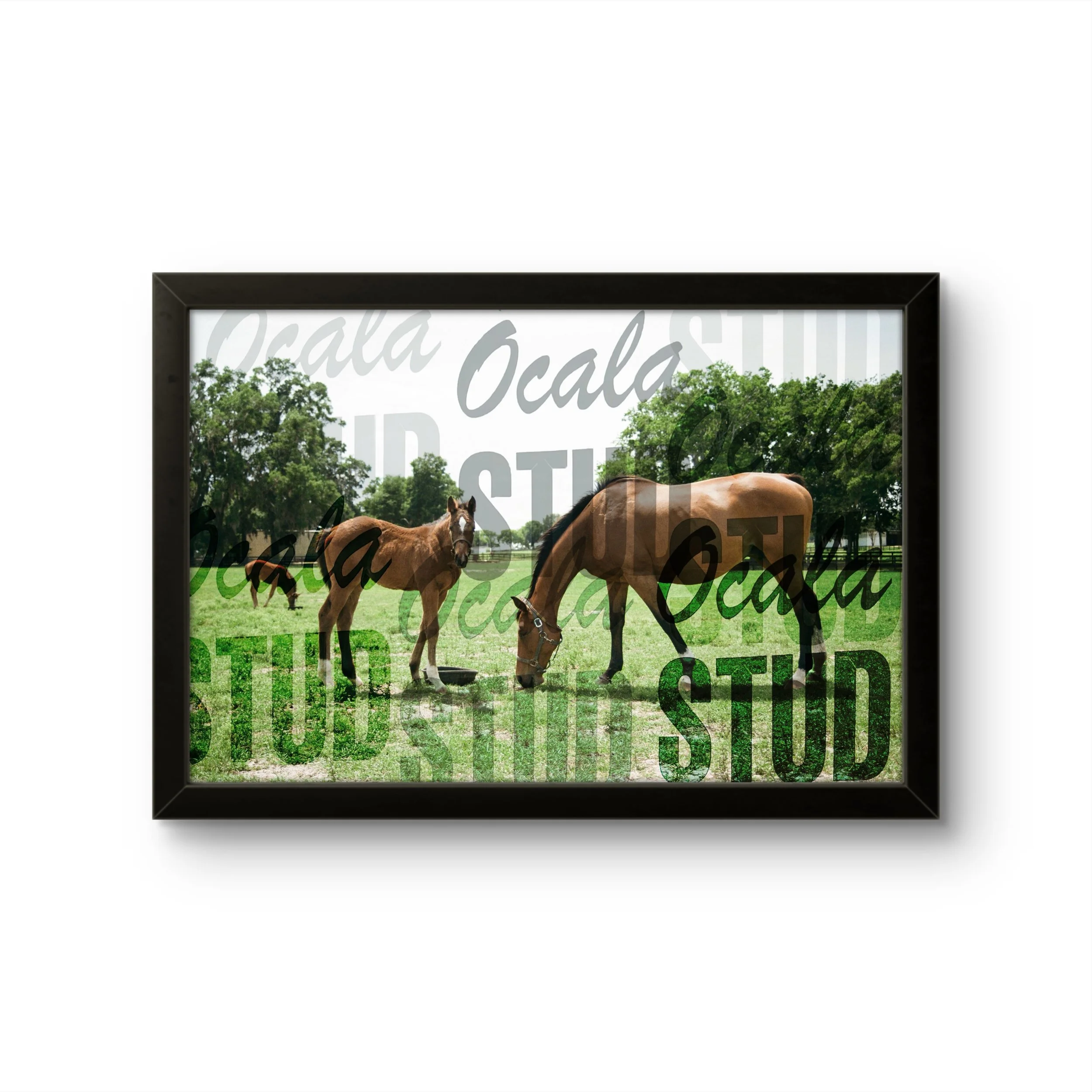 Foal and Mare