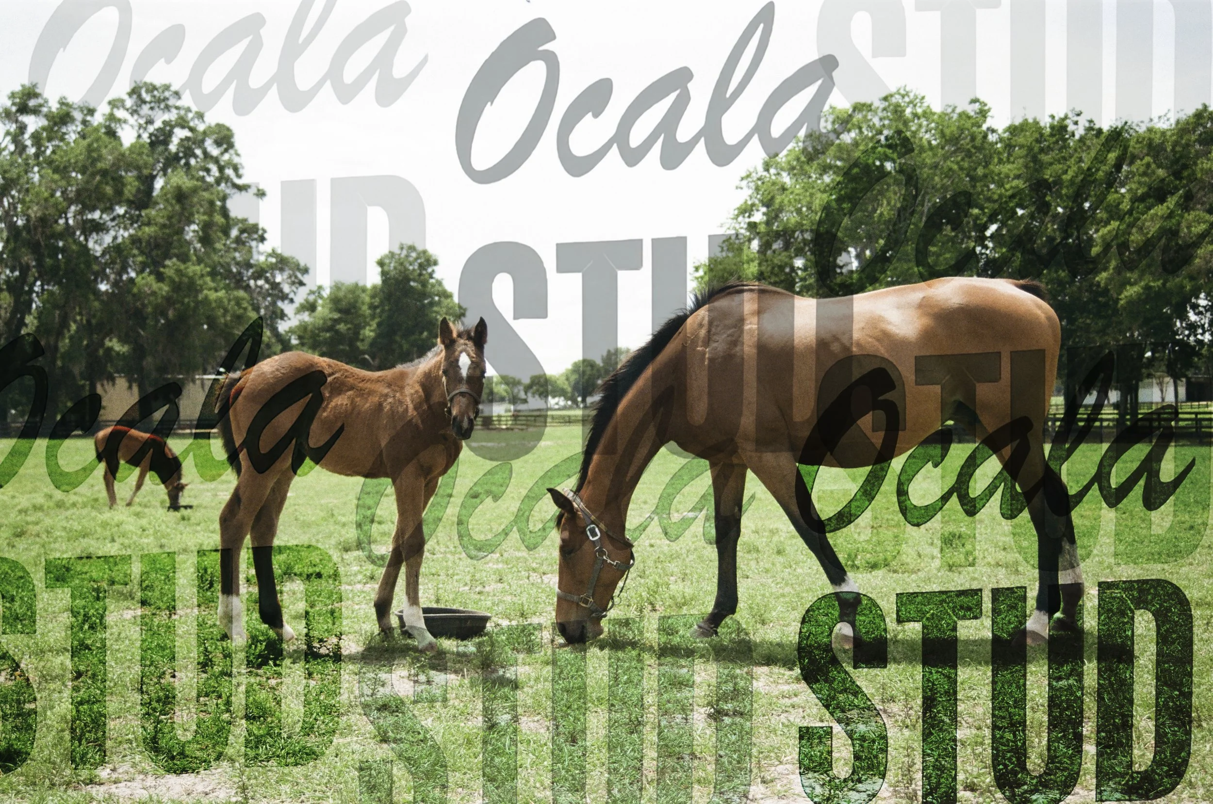 OCALA STUD FOAL AND MARE.jpg