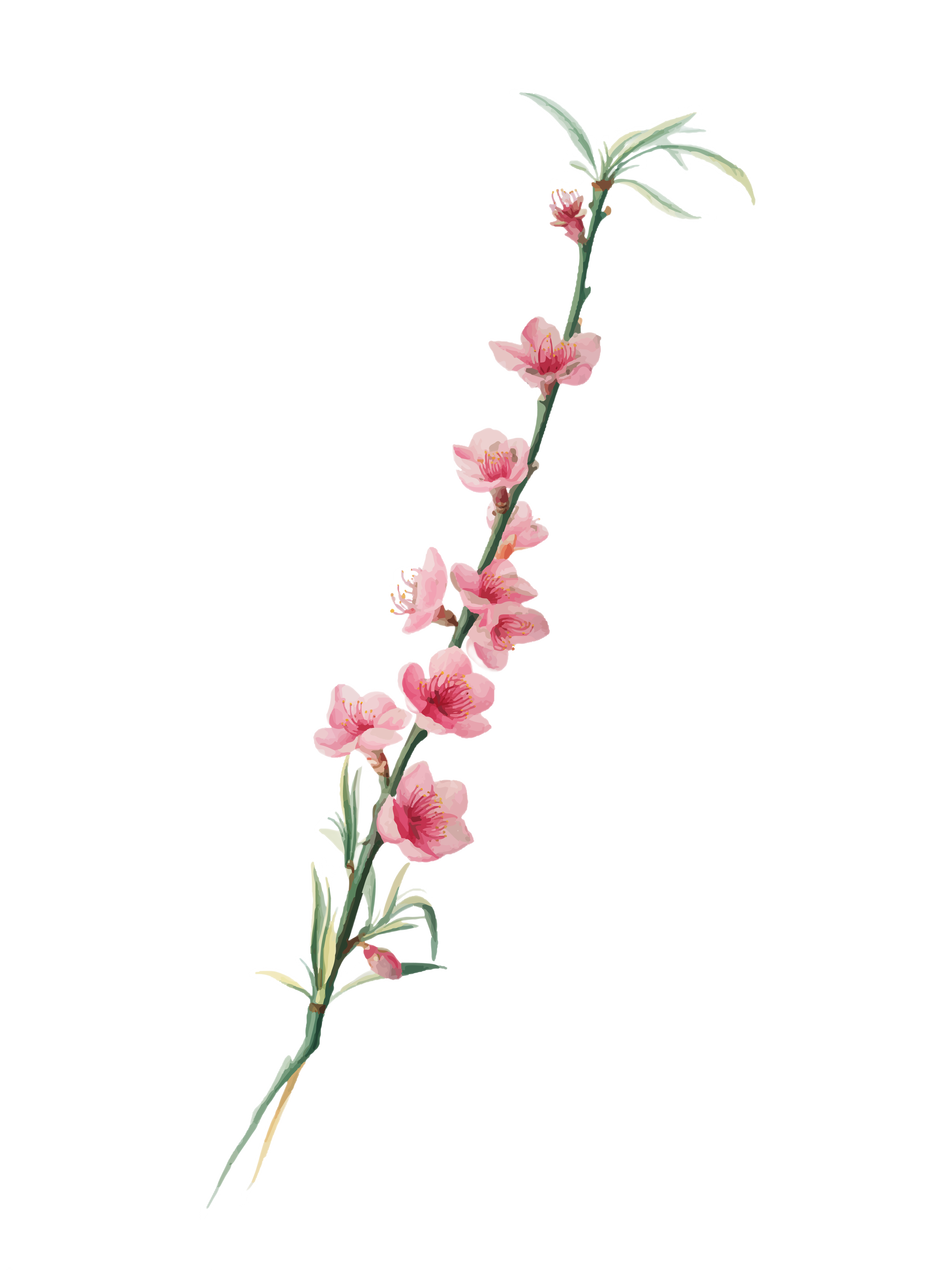 A digital illustration of a pink flower with a thin, green stem and elongated leaves, arranged vertically on the left side of the image.