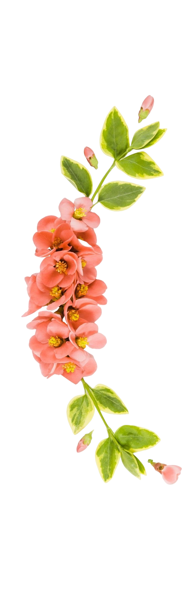 A vertical arrangement of pink flowers with yellow centers and green variegated leaves on a transparent background.