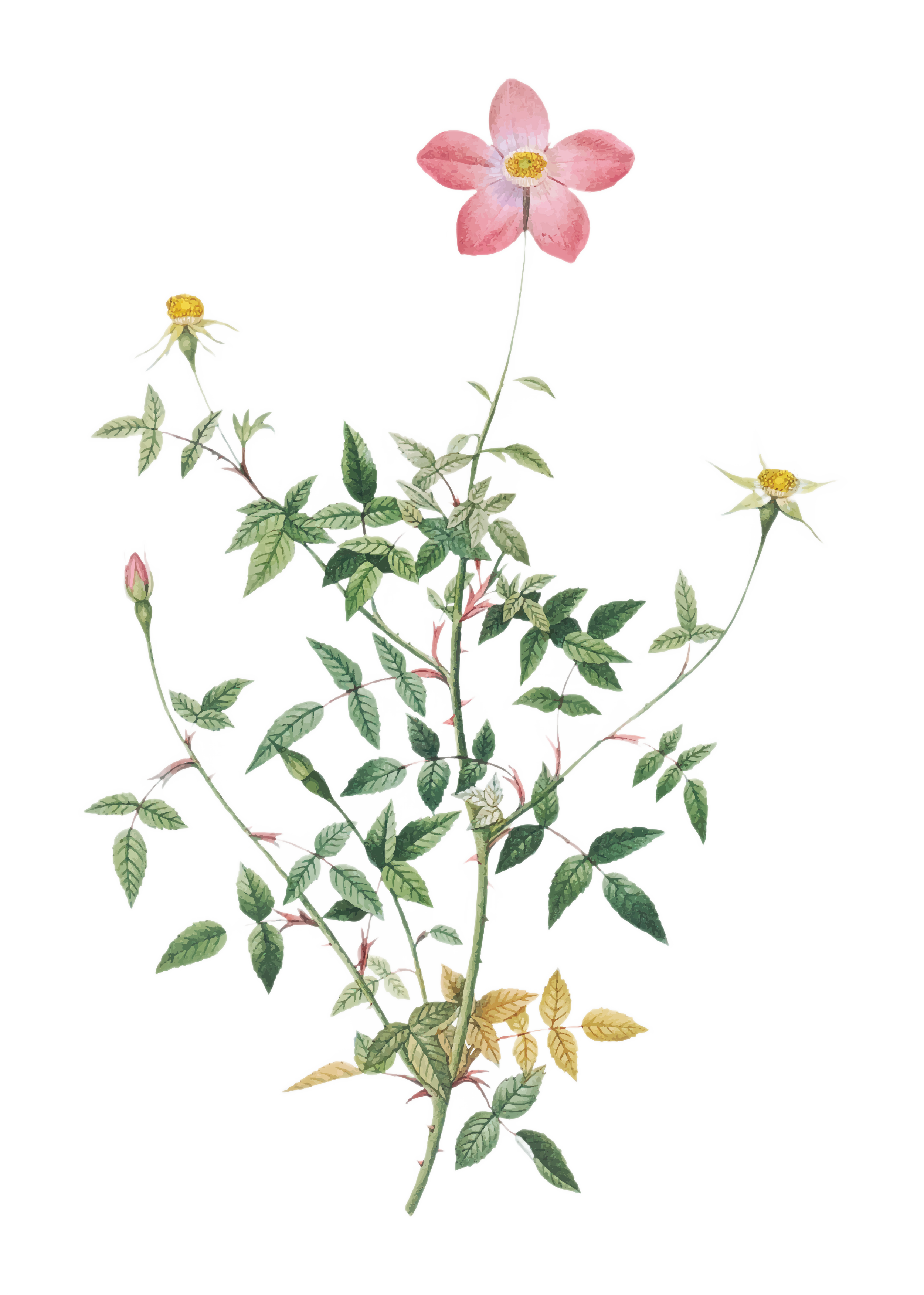 A flowering plant with green, serrated leaves and pink, yellow, and white flowers. The plant has multiple flowers at different stages of blooming, with some buds and some fully open.