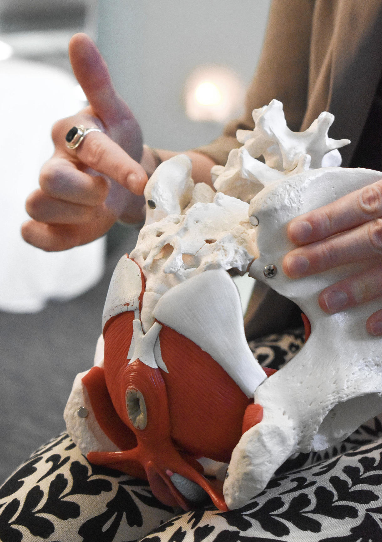 A person is holding a model of a human pelvis with attached muscles and bones, pointing at the model with their index finger.