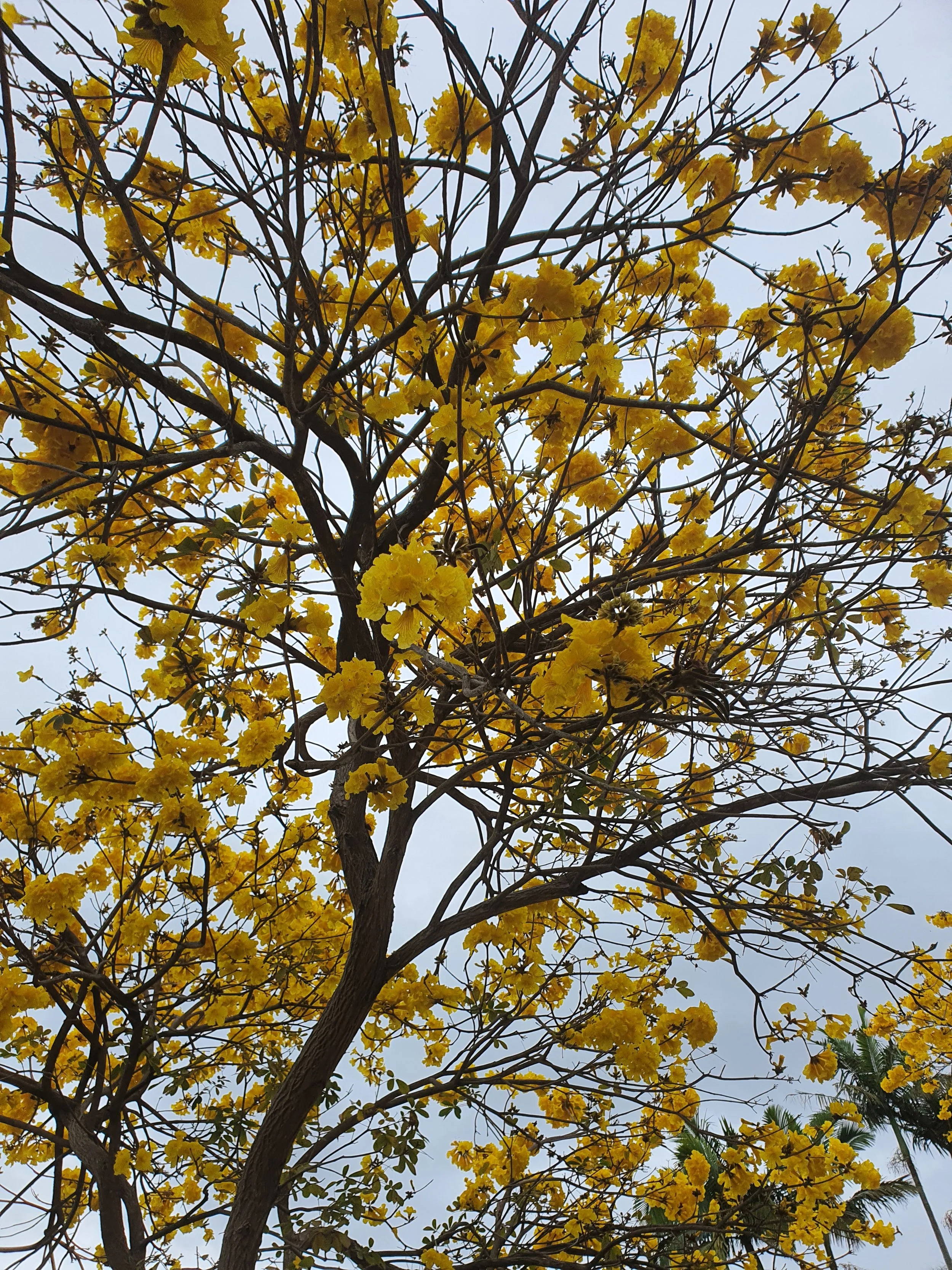 Tree with yellow flowers and a cloudy sky in the background.