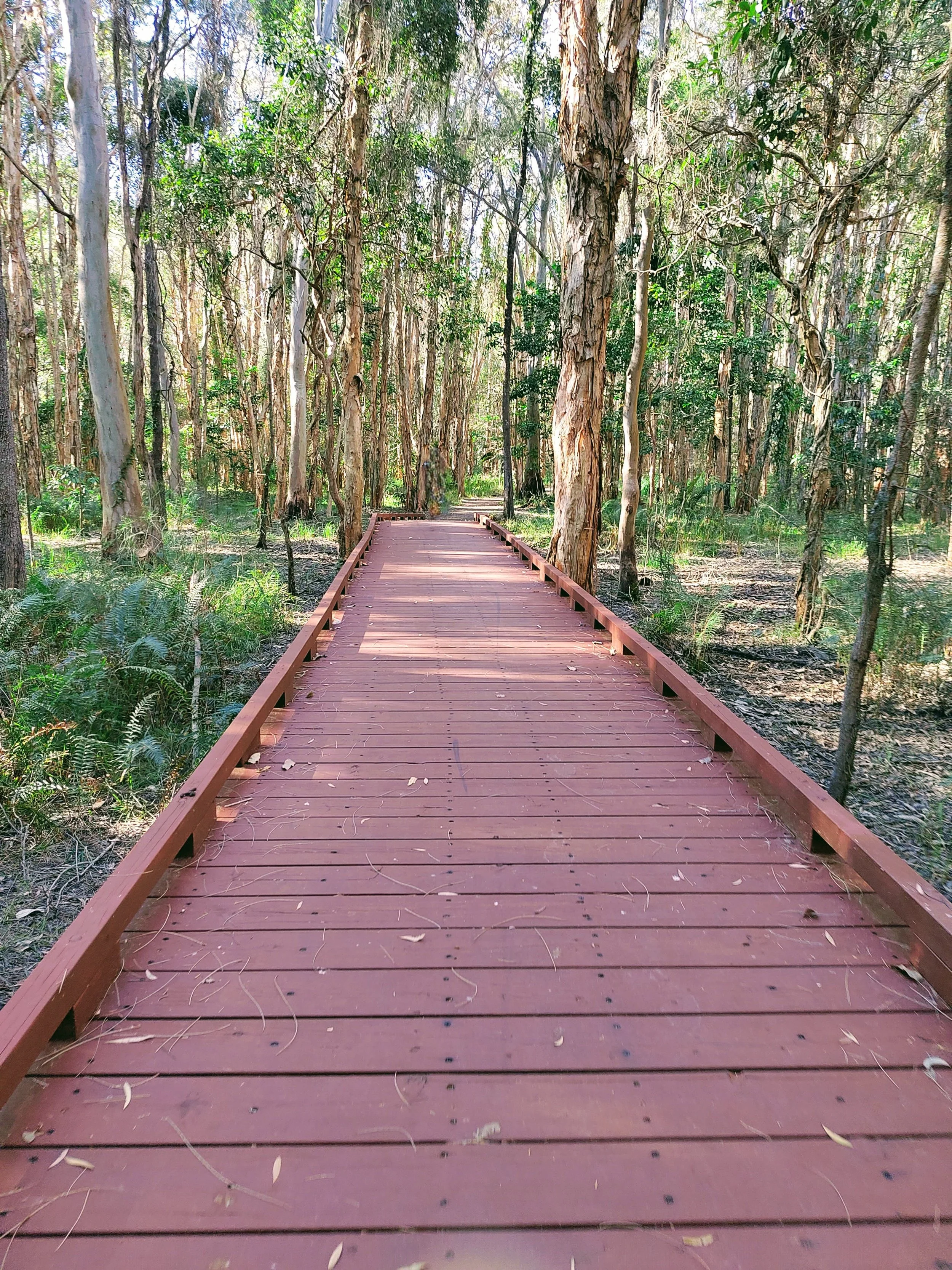 A wooden walkway through a dense forest with green trees and plants, some trees have peeling bark, and sunlight filters through the leaves.