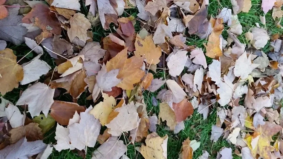 A ground covered with fallen autumn leaves in shades of brown, yellow, and light purple, with some green grass visible underneath.